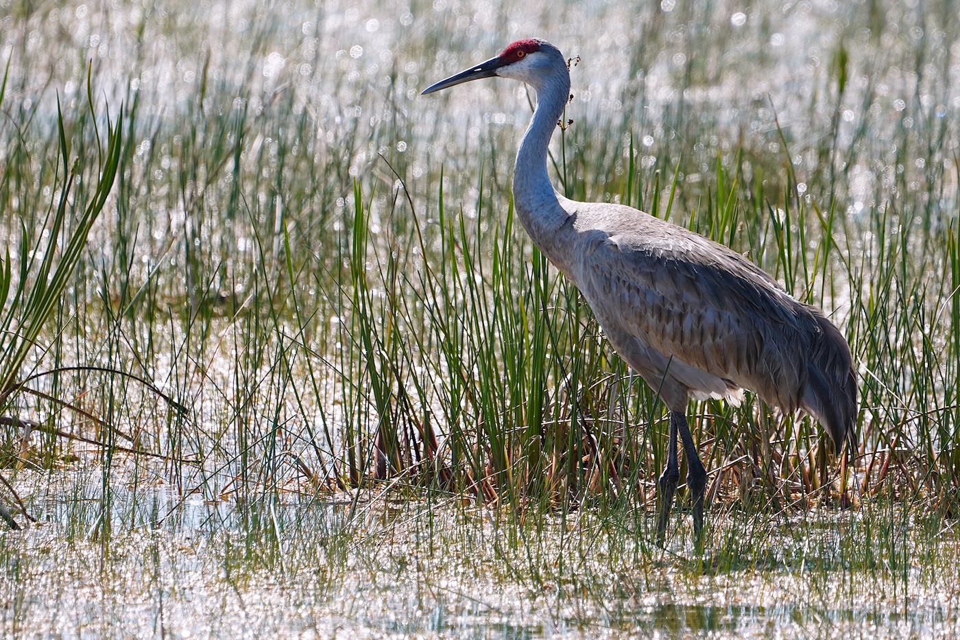 Sandhill crane backlit in the reeds