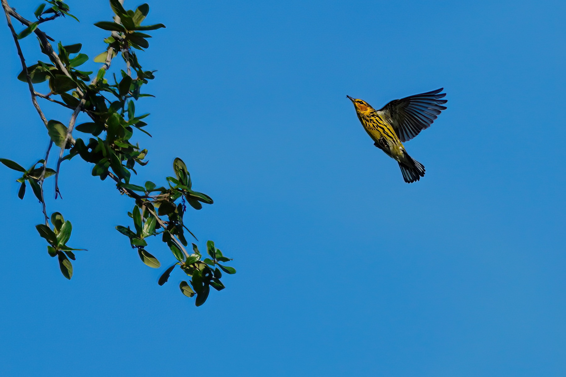 Cape May warbler in flight