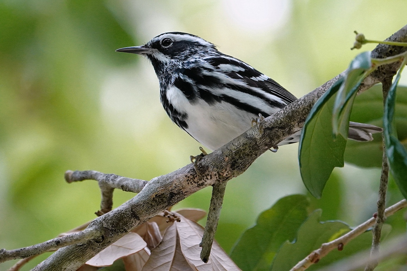Black-and-white warbler