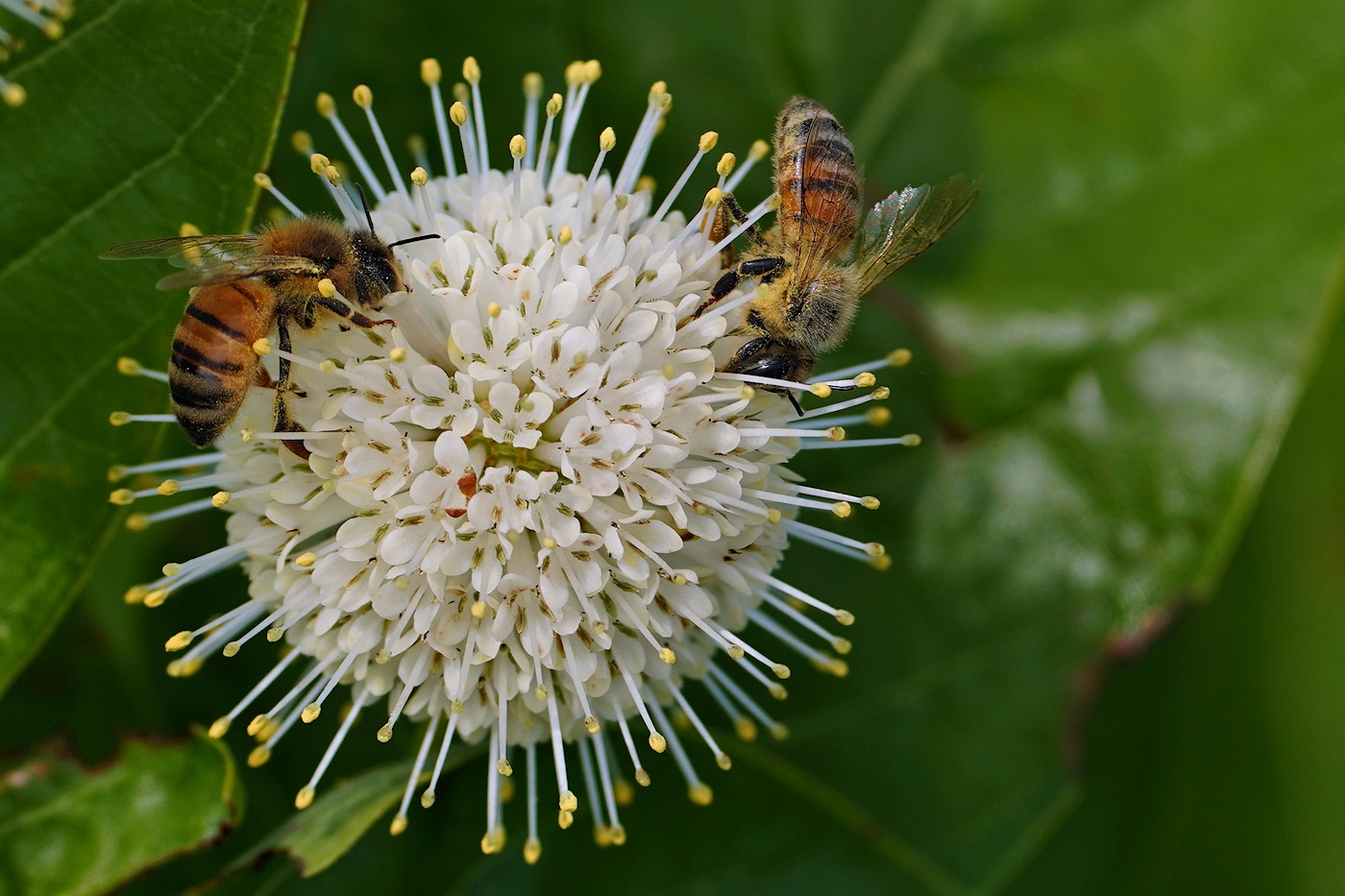 Bees on a flower pod