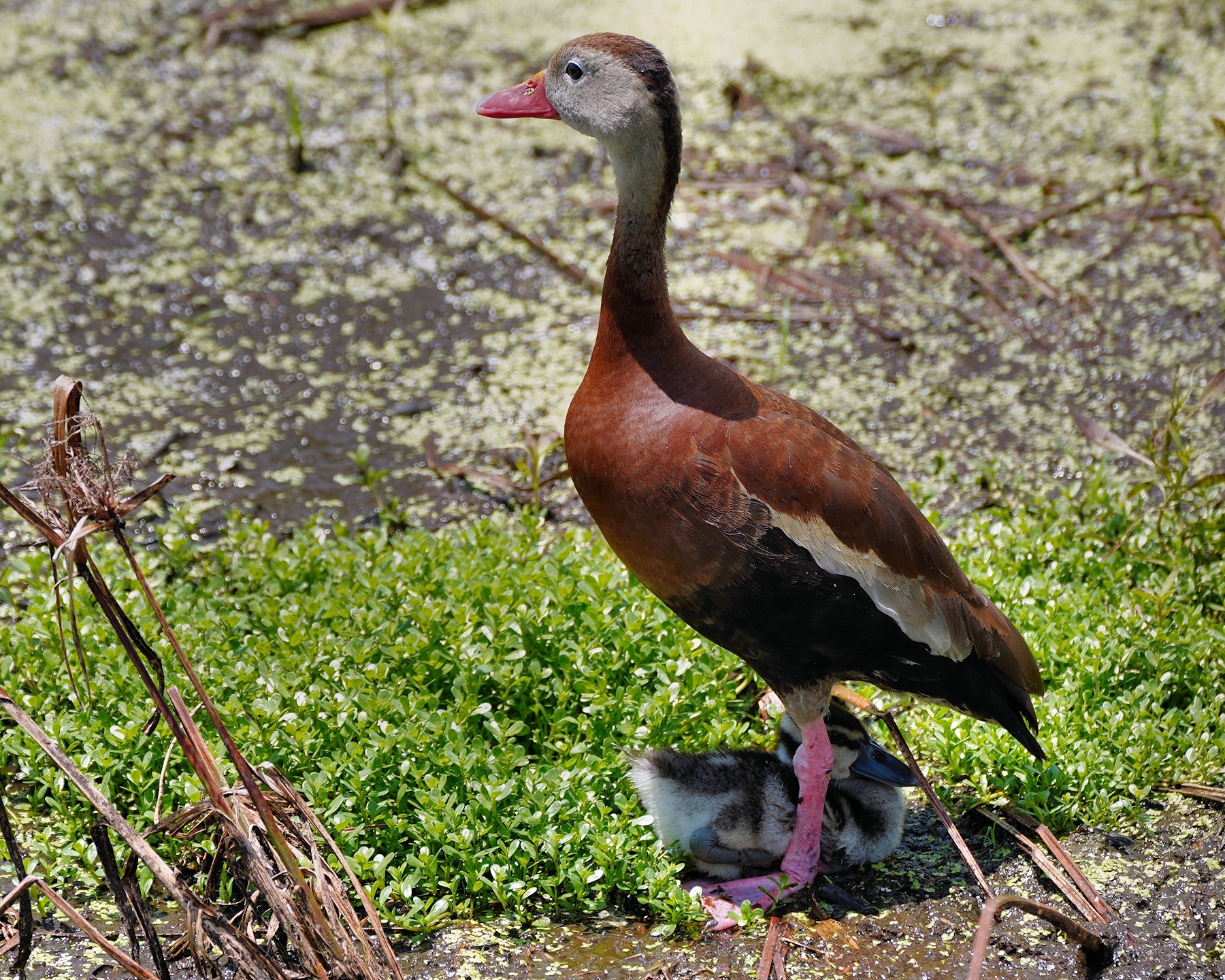 Black-bellied whistling duck with duckling