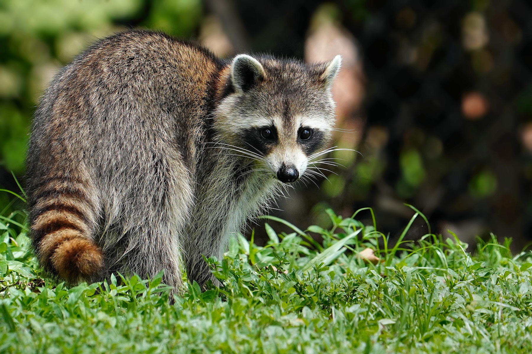 Young raccoon being curious