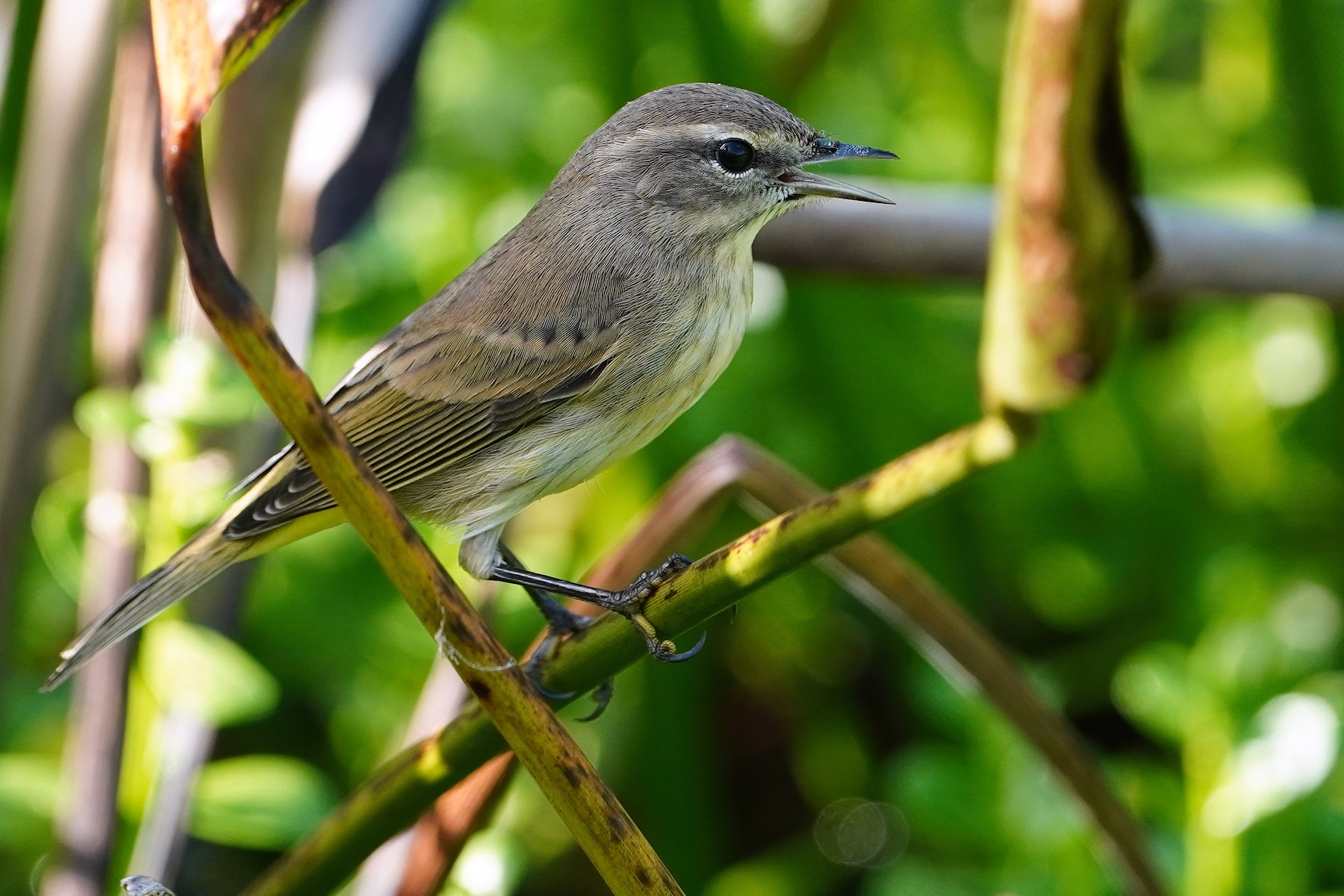 Palm warbler