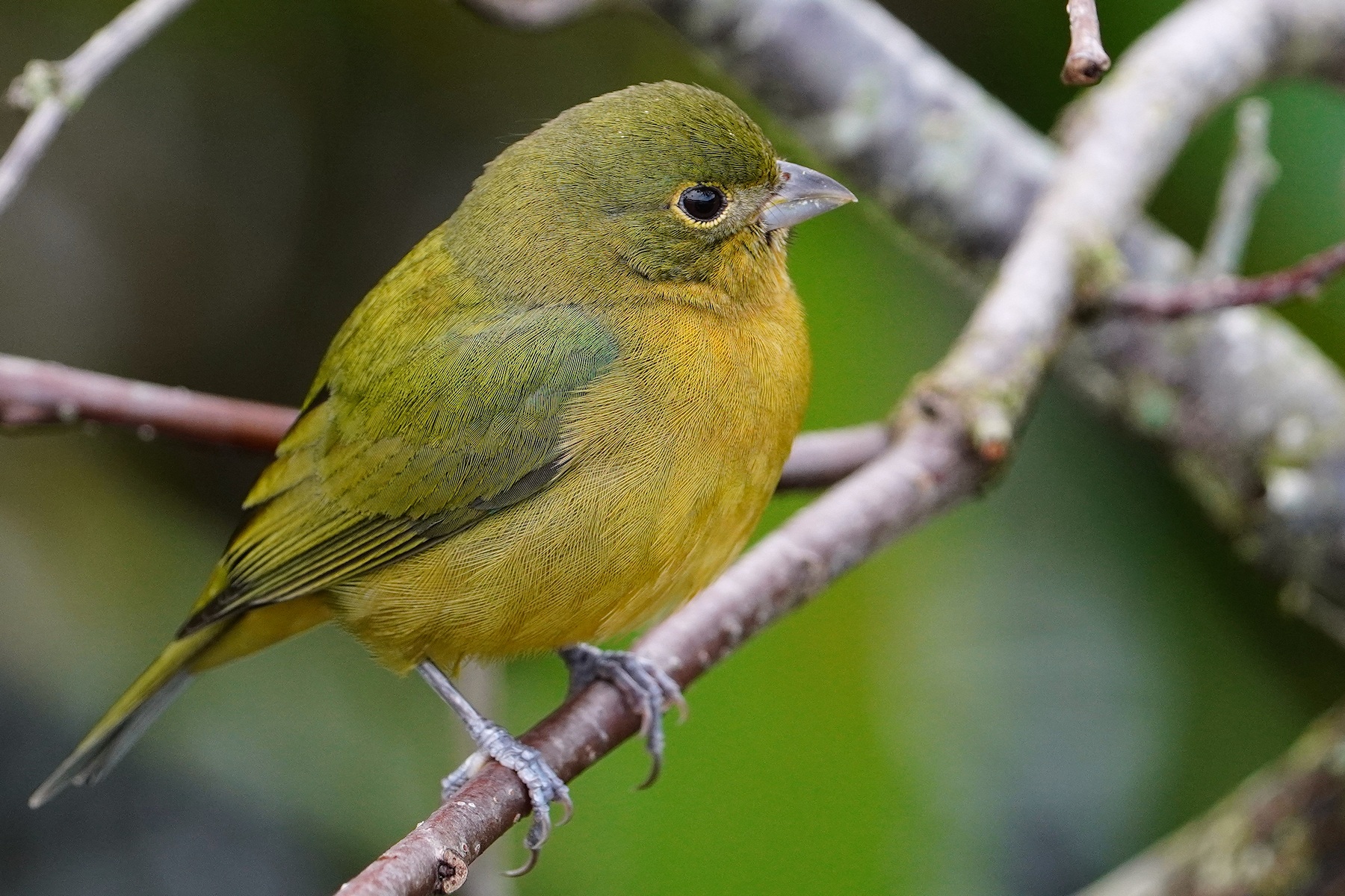 Painted bunting - female