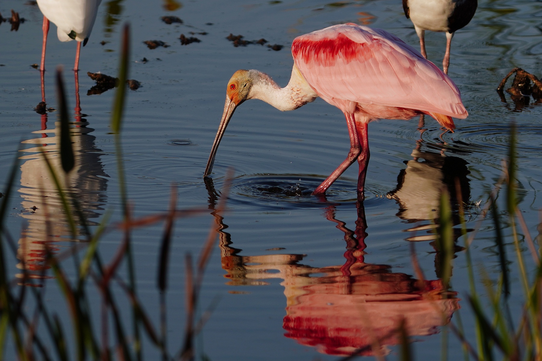 Roseate spoonbill feeding with its reflection