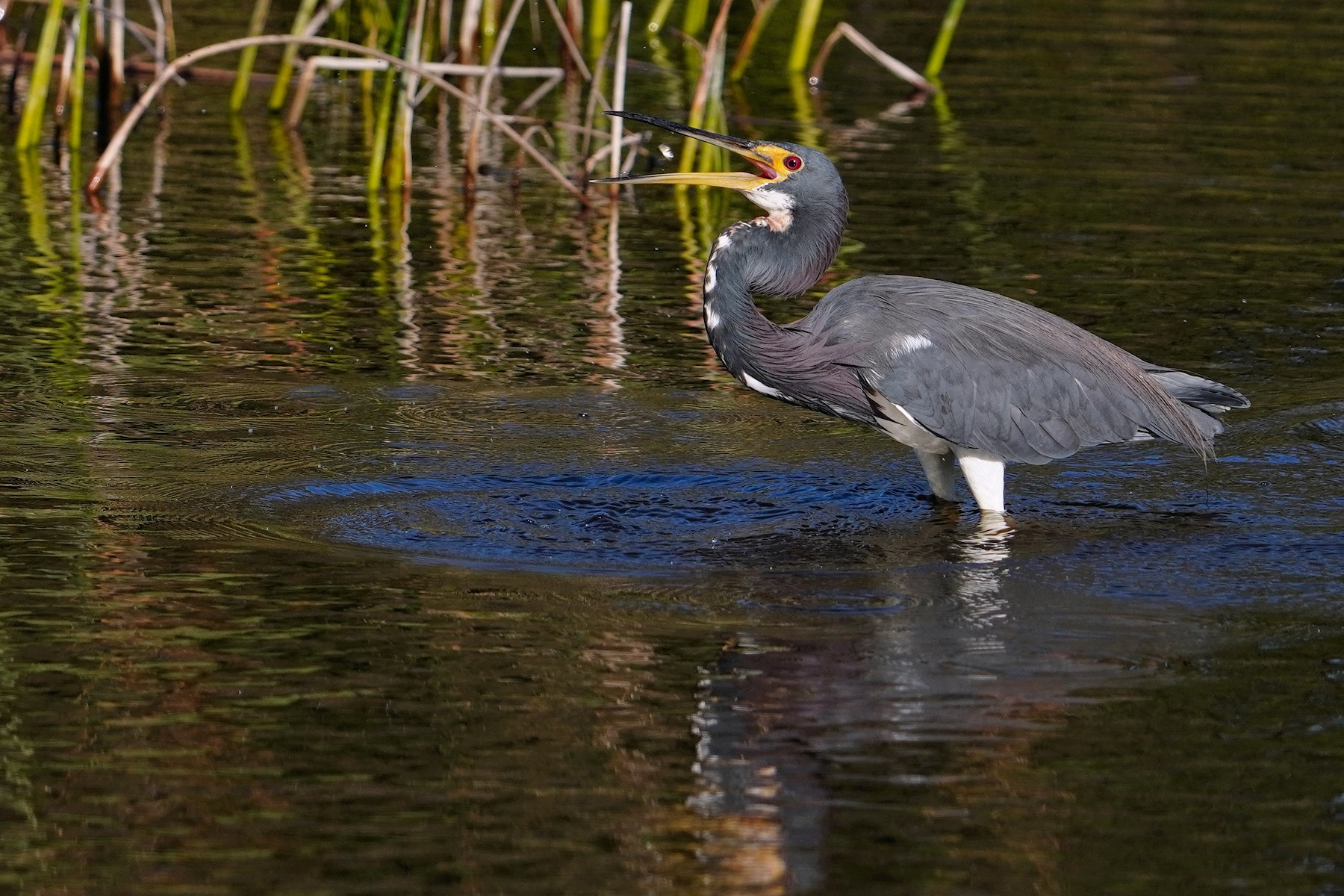 Tricolor heron tossing a fish