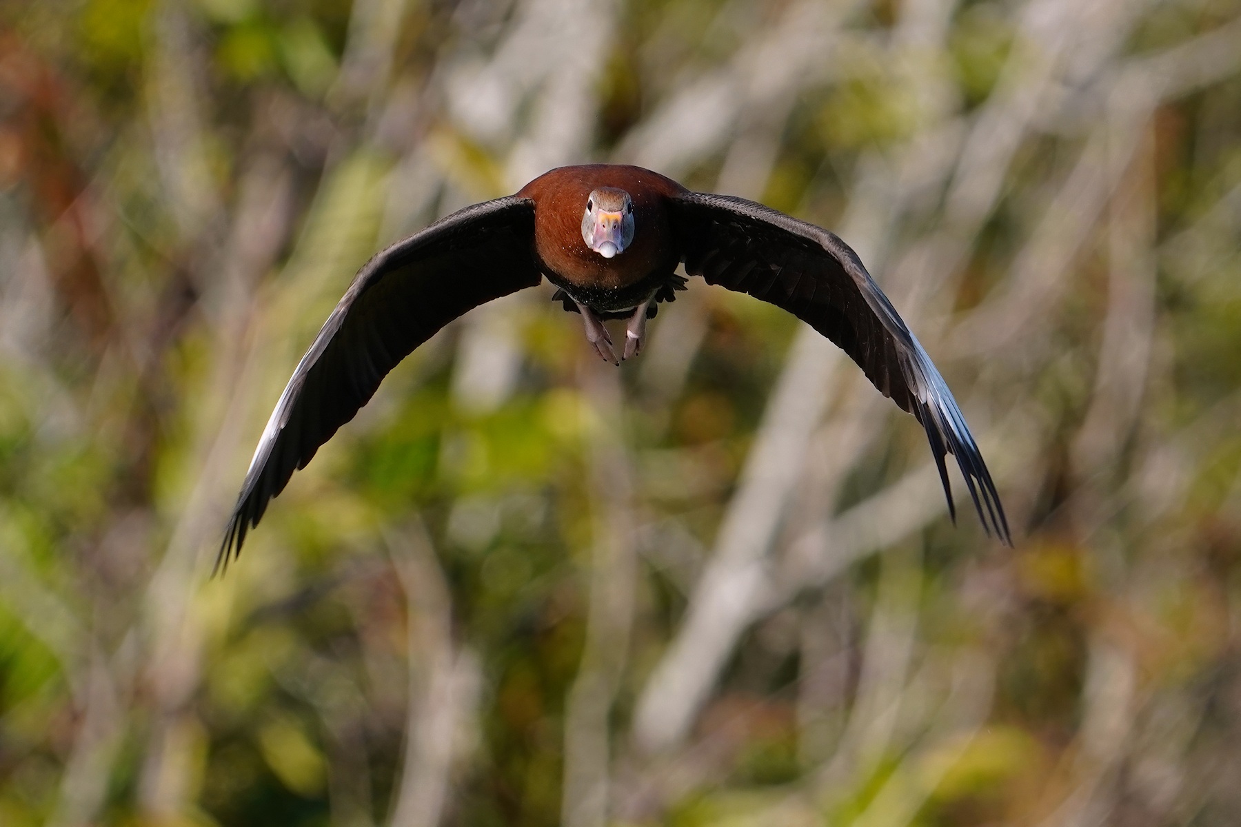 Black-bellied whistling duck head-on