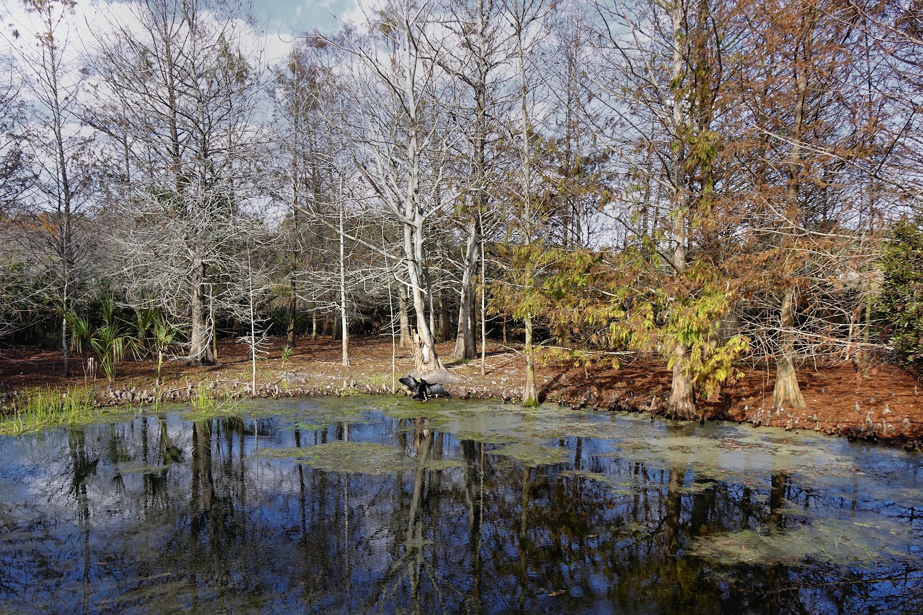 Green Cay Wetlands - Alligator pond