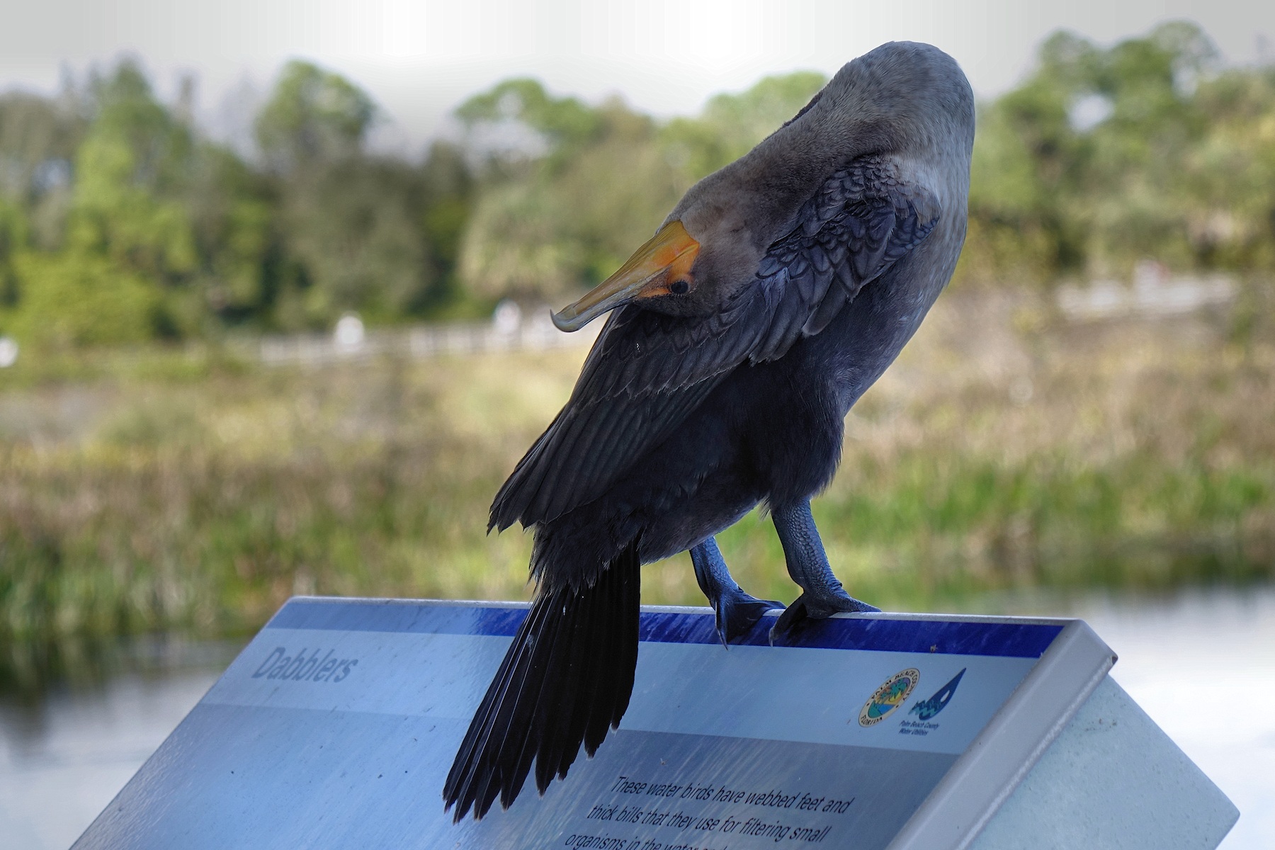 Anhinga doing some neck contortion