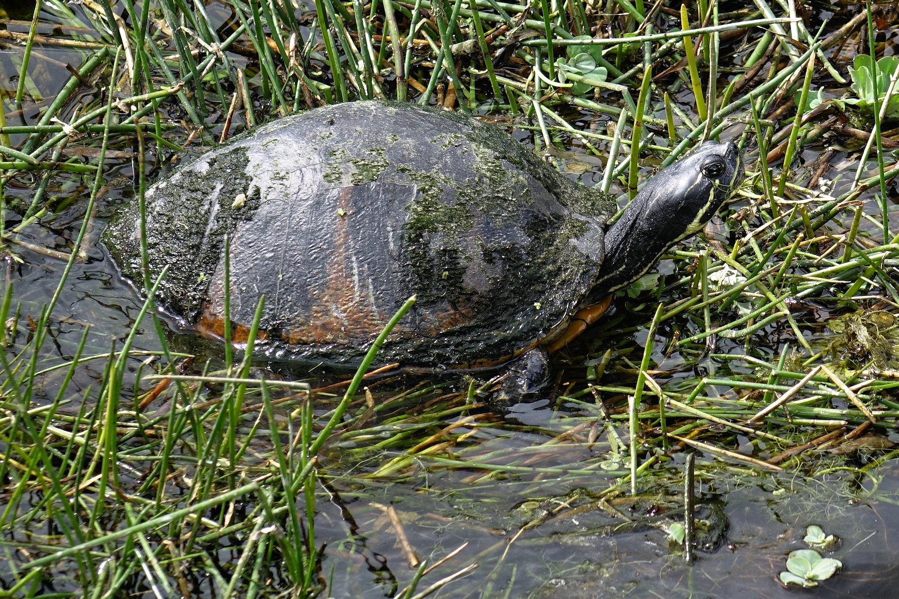 Turtle
