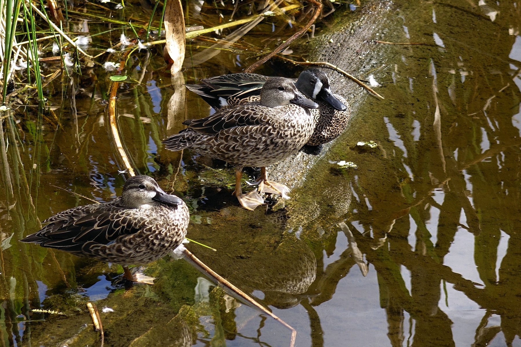Blue-winged teals all lined up