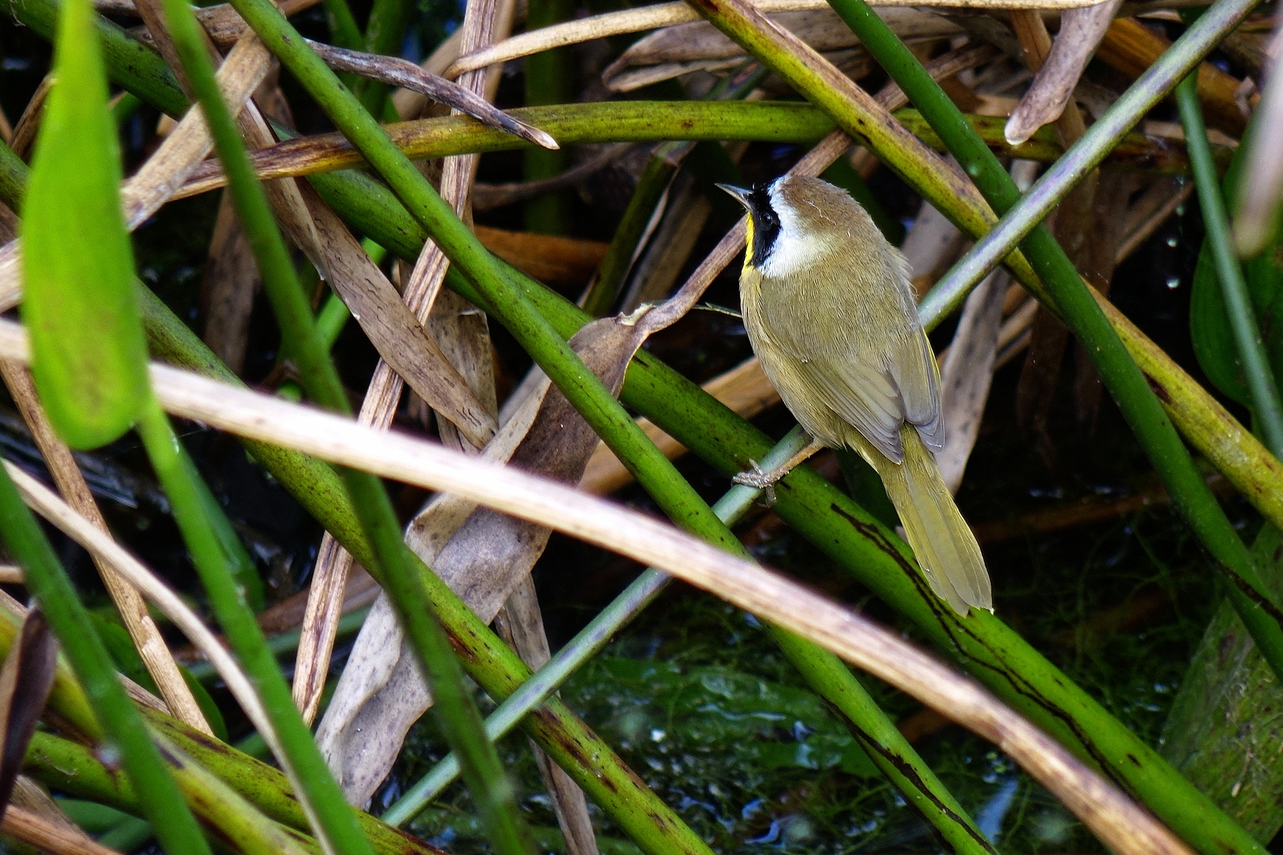 Male common yellowthroat