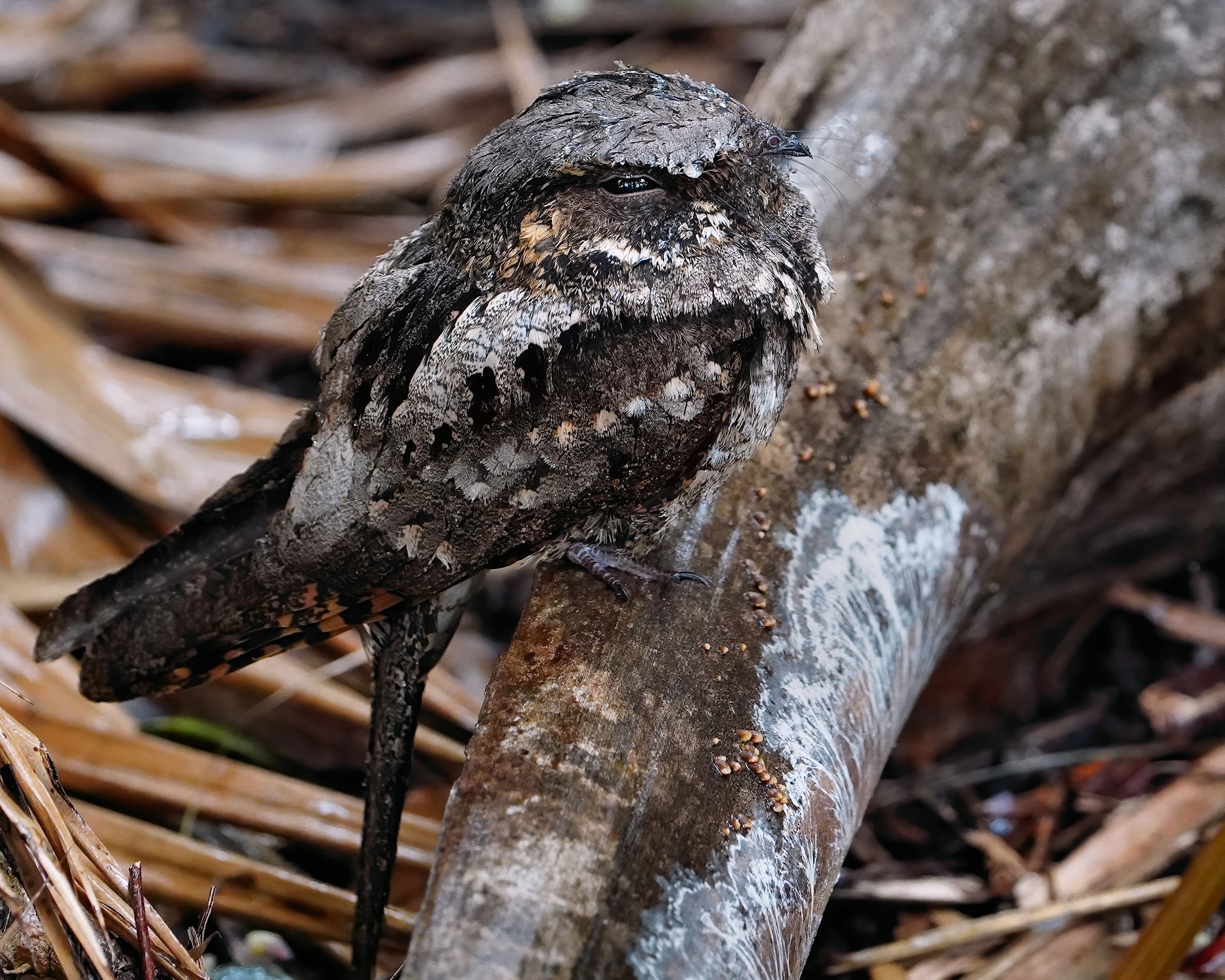 Whip-poor-will wet after a rain shower