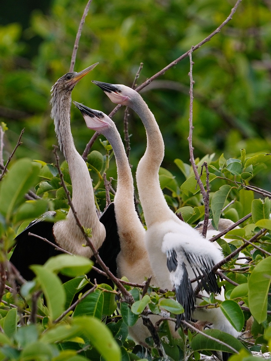 Anhinga chicks want food from mom