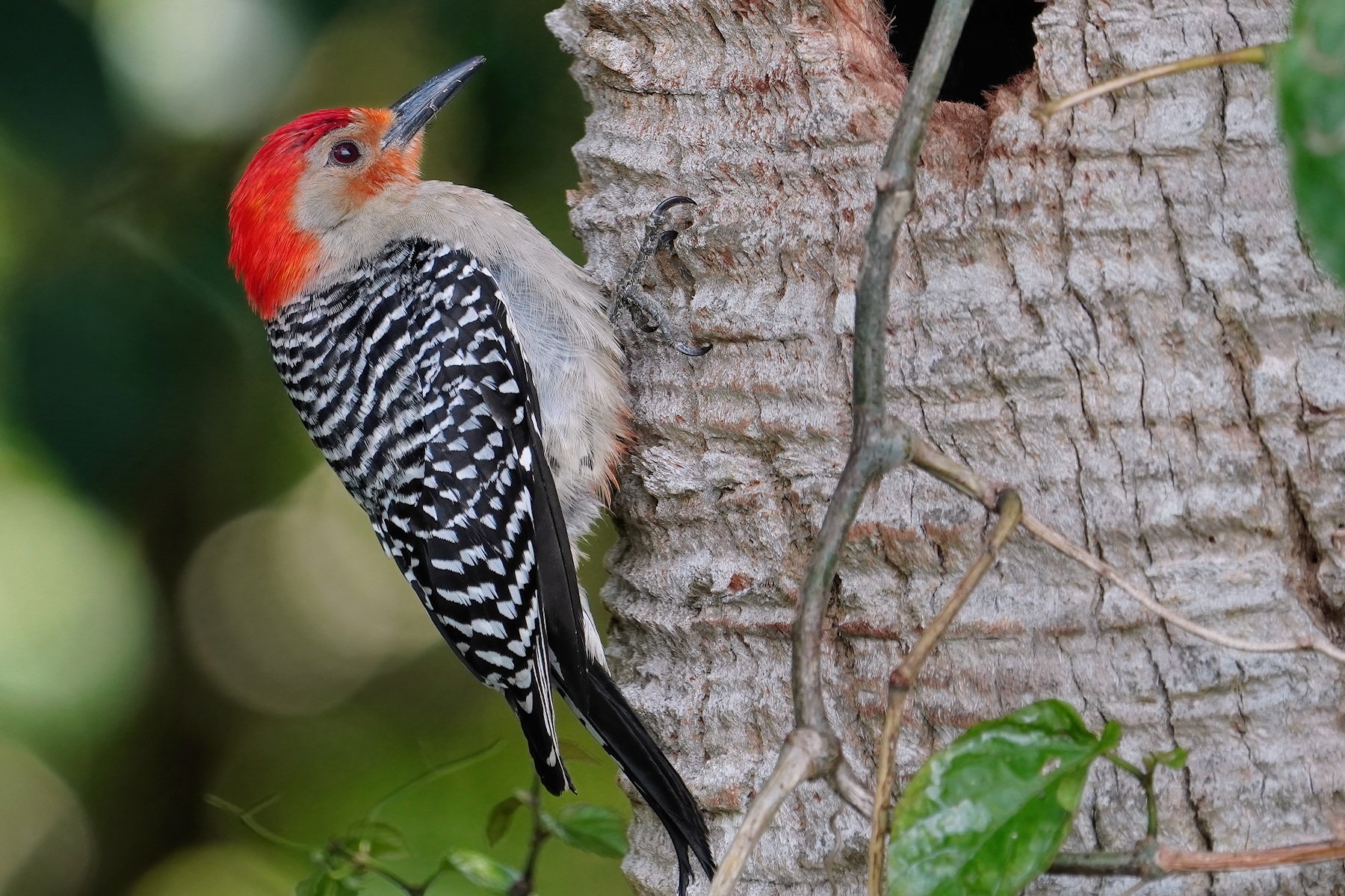 Red-bellied woodpecker
