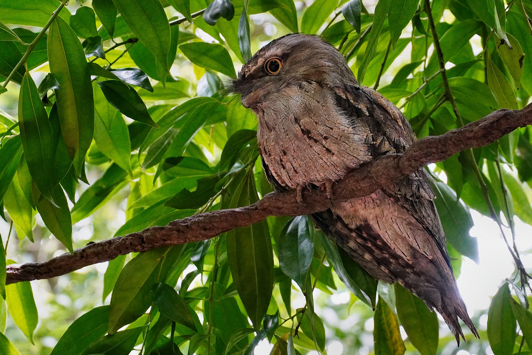 Tawny frogmouth