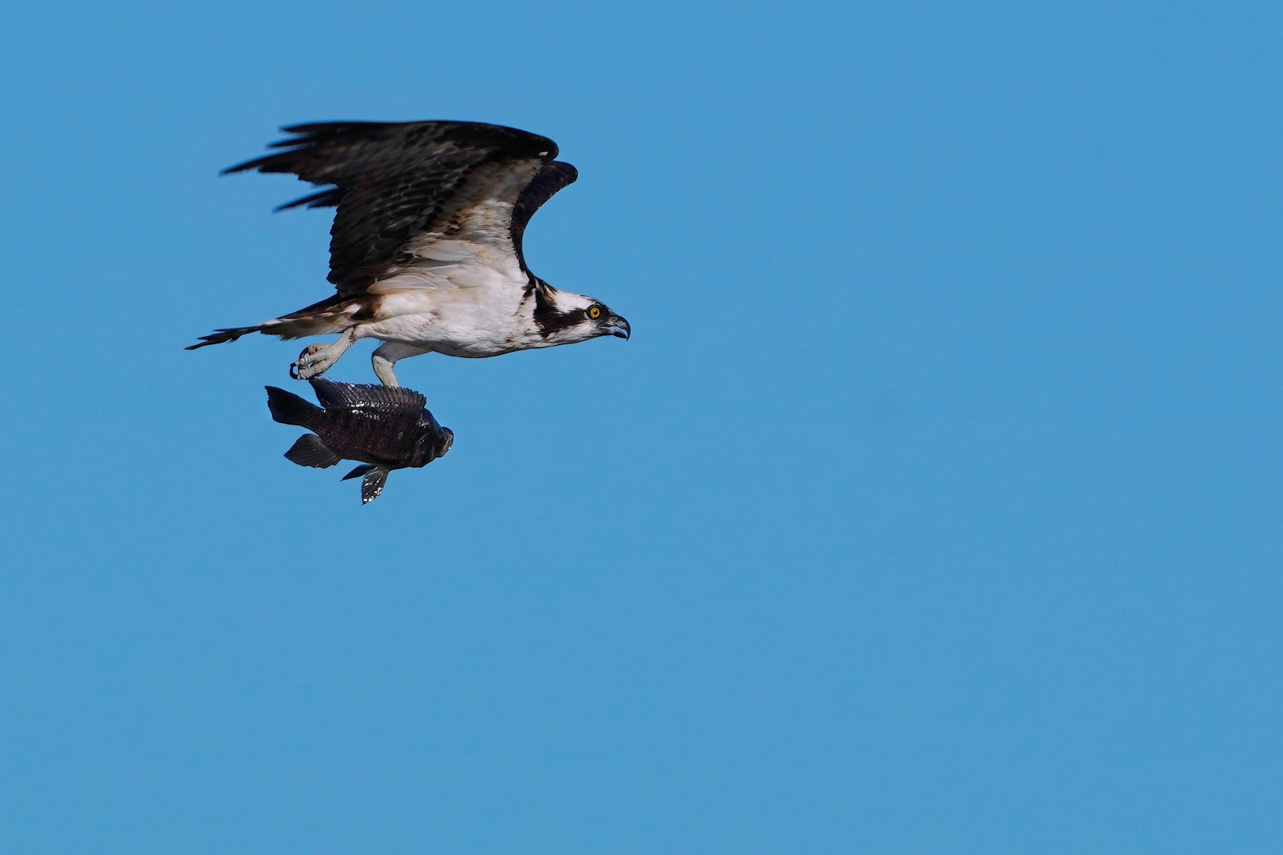 Osprey with fish catch