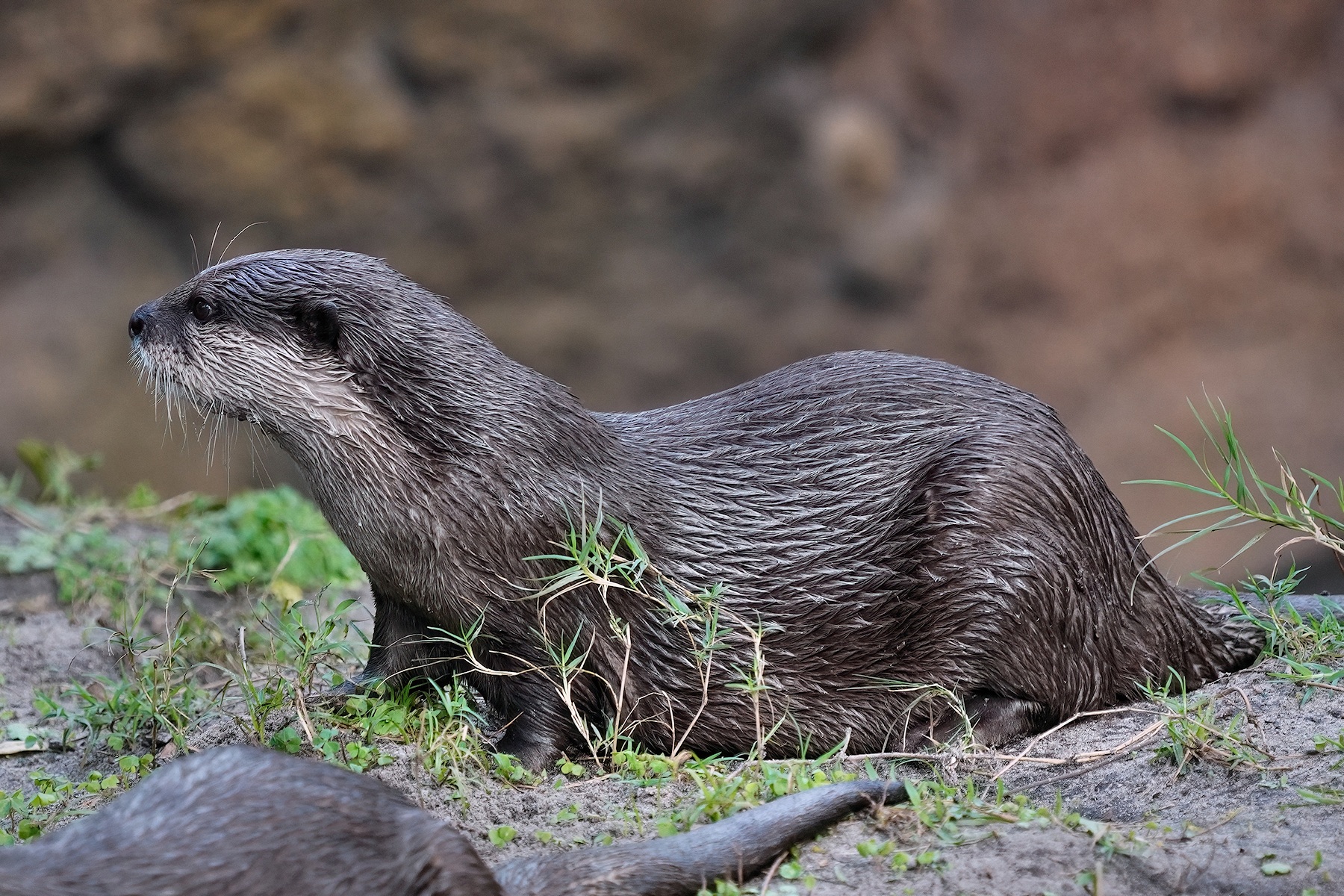 Otter