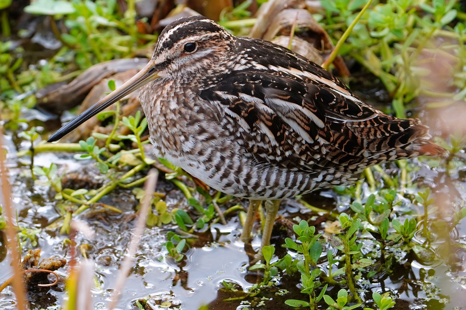 Wilsons snipe
