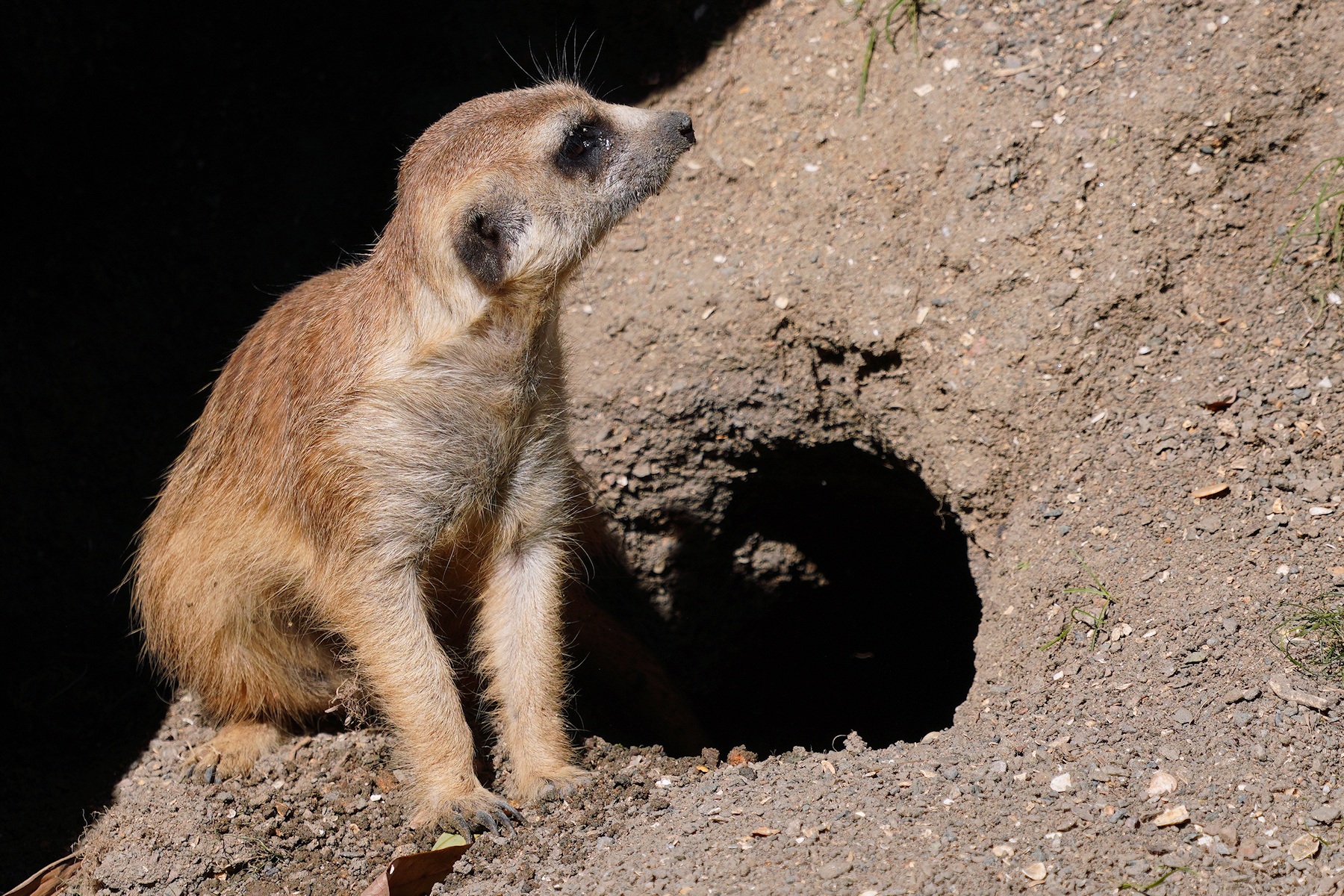 Meercat near den entrance