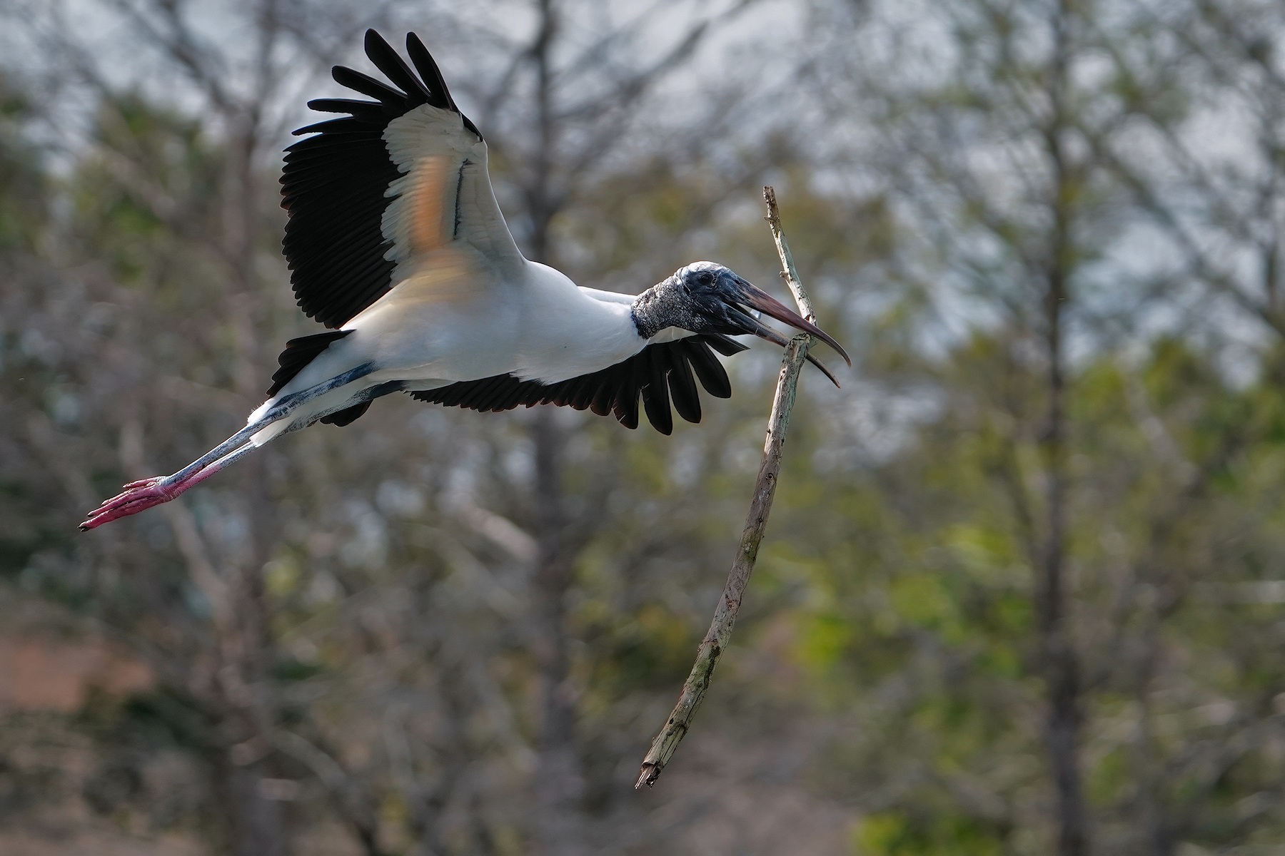 Wood stork with a big stick