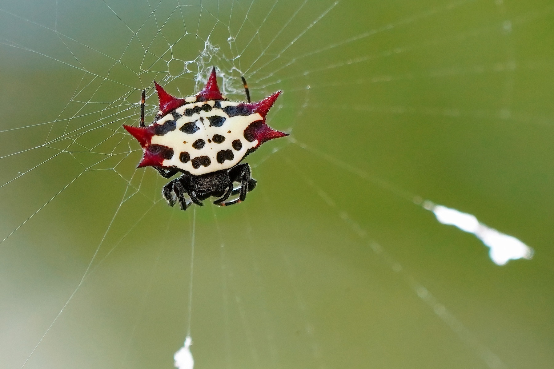 Spiny-backed orb weaver spider