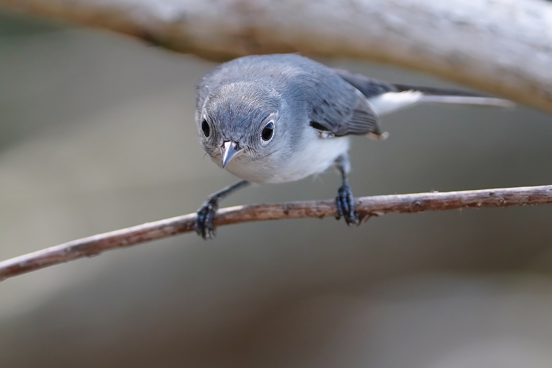 Blue-grey gnatcatcher