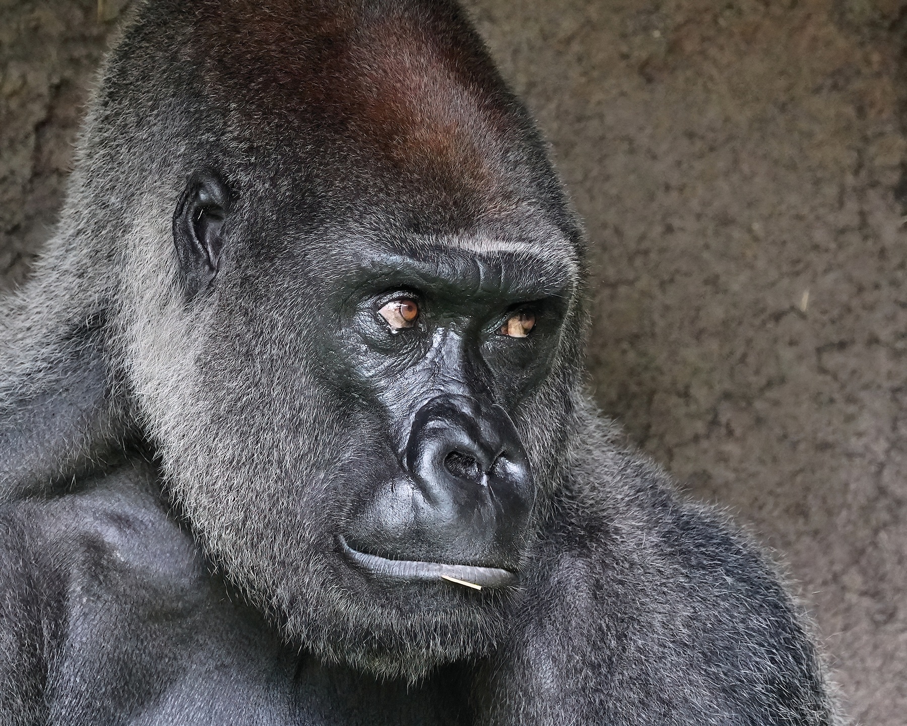 Gorilla looking around