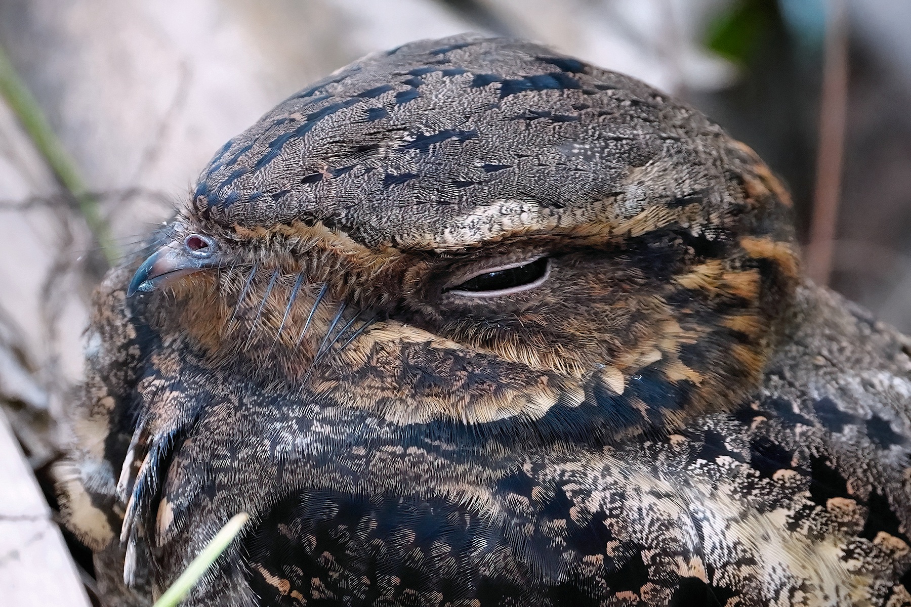 Chuck-wills-widow closeup