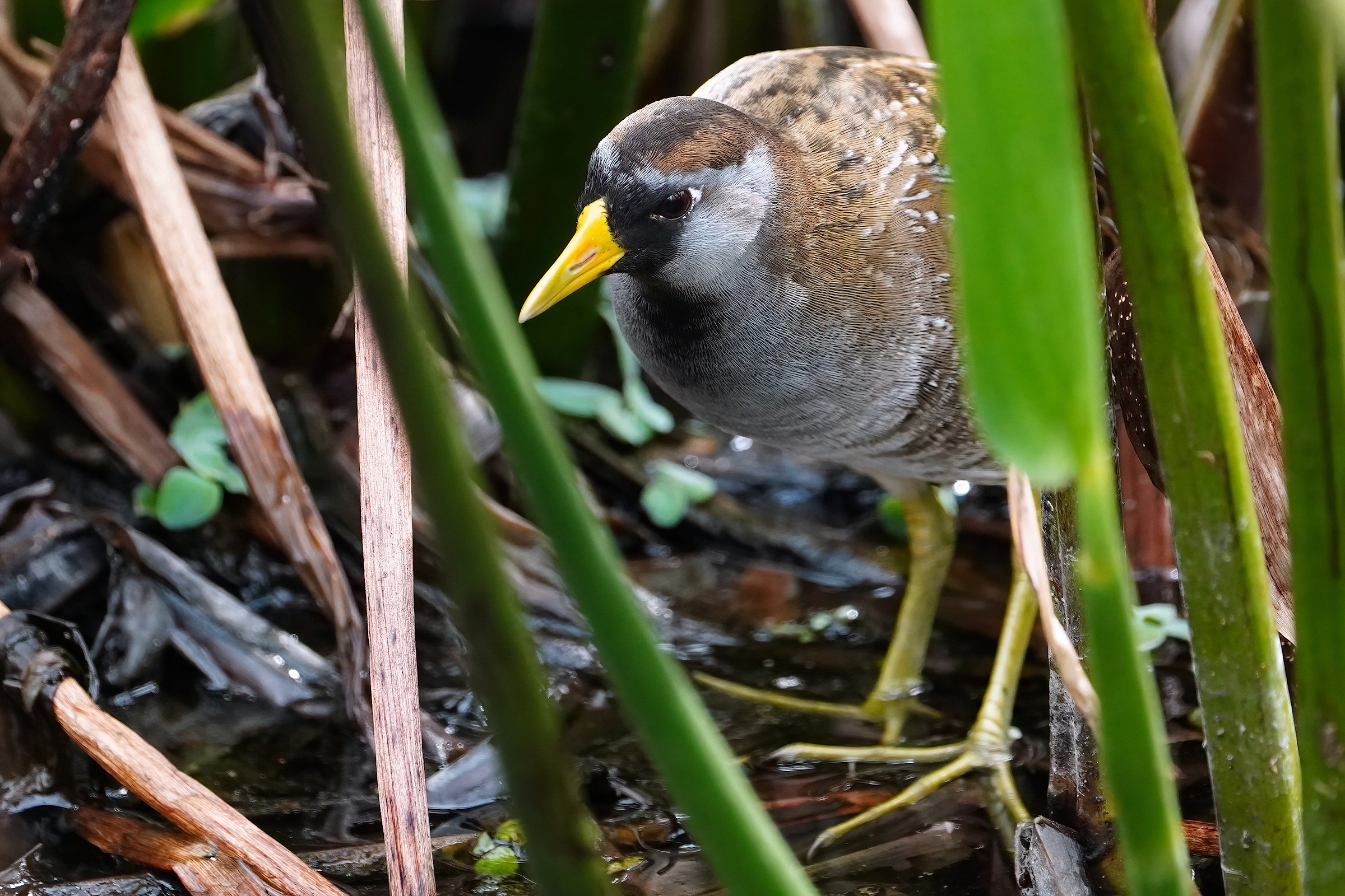 Sora peeking out of the reeds