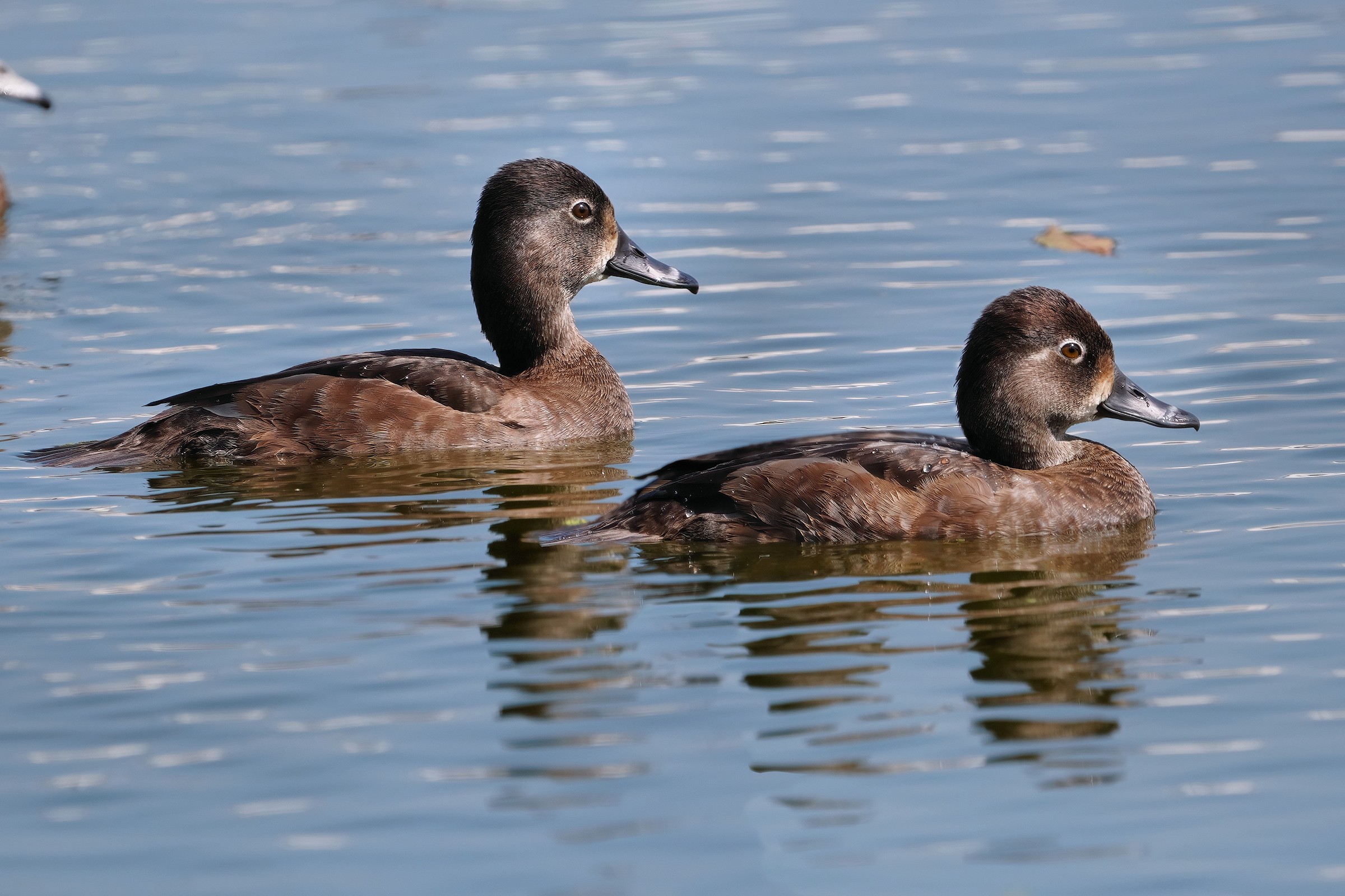 Female ring-necked ducks