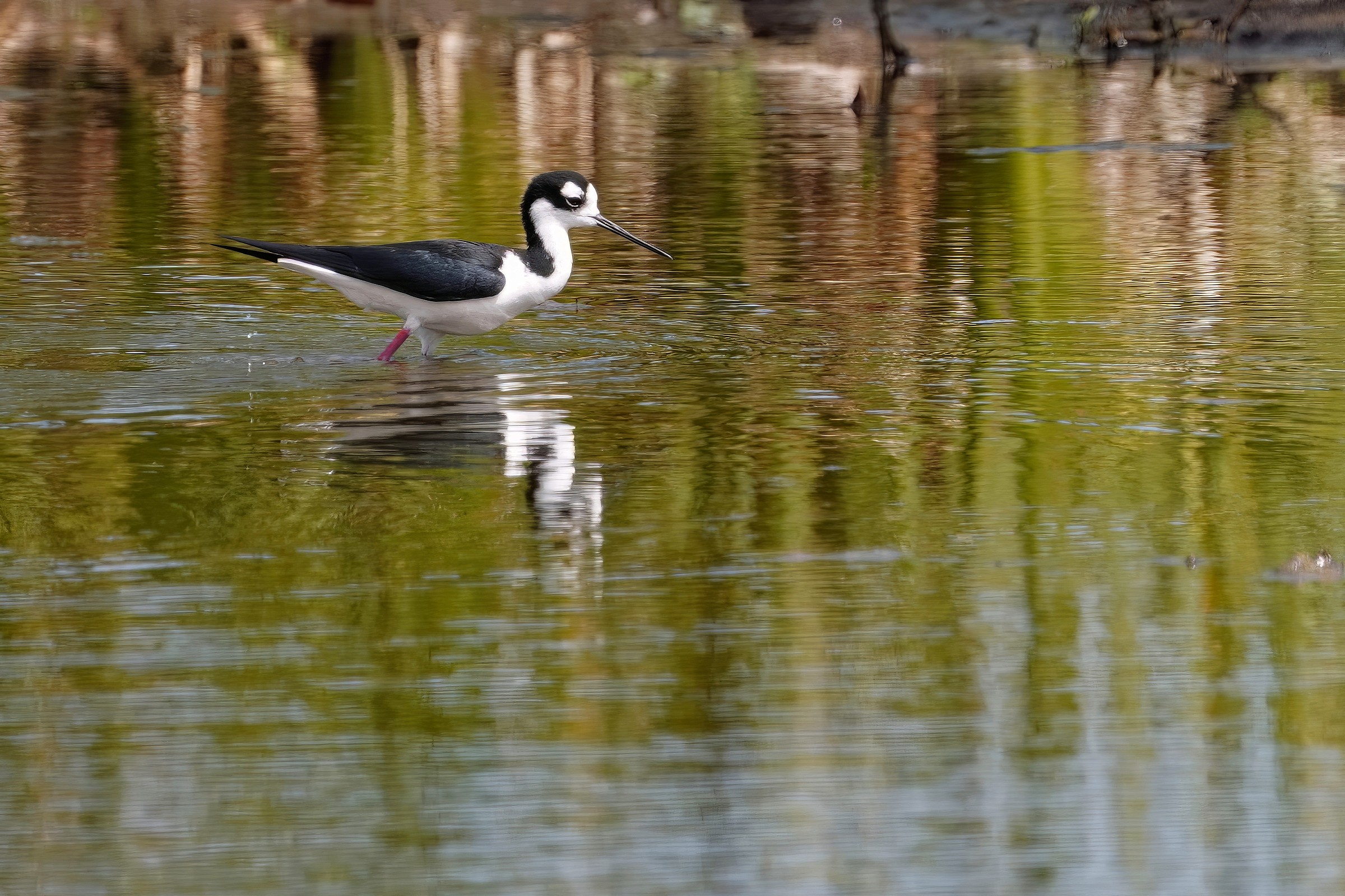 Black-necked stilt