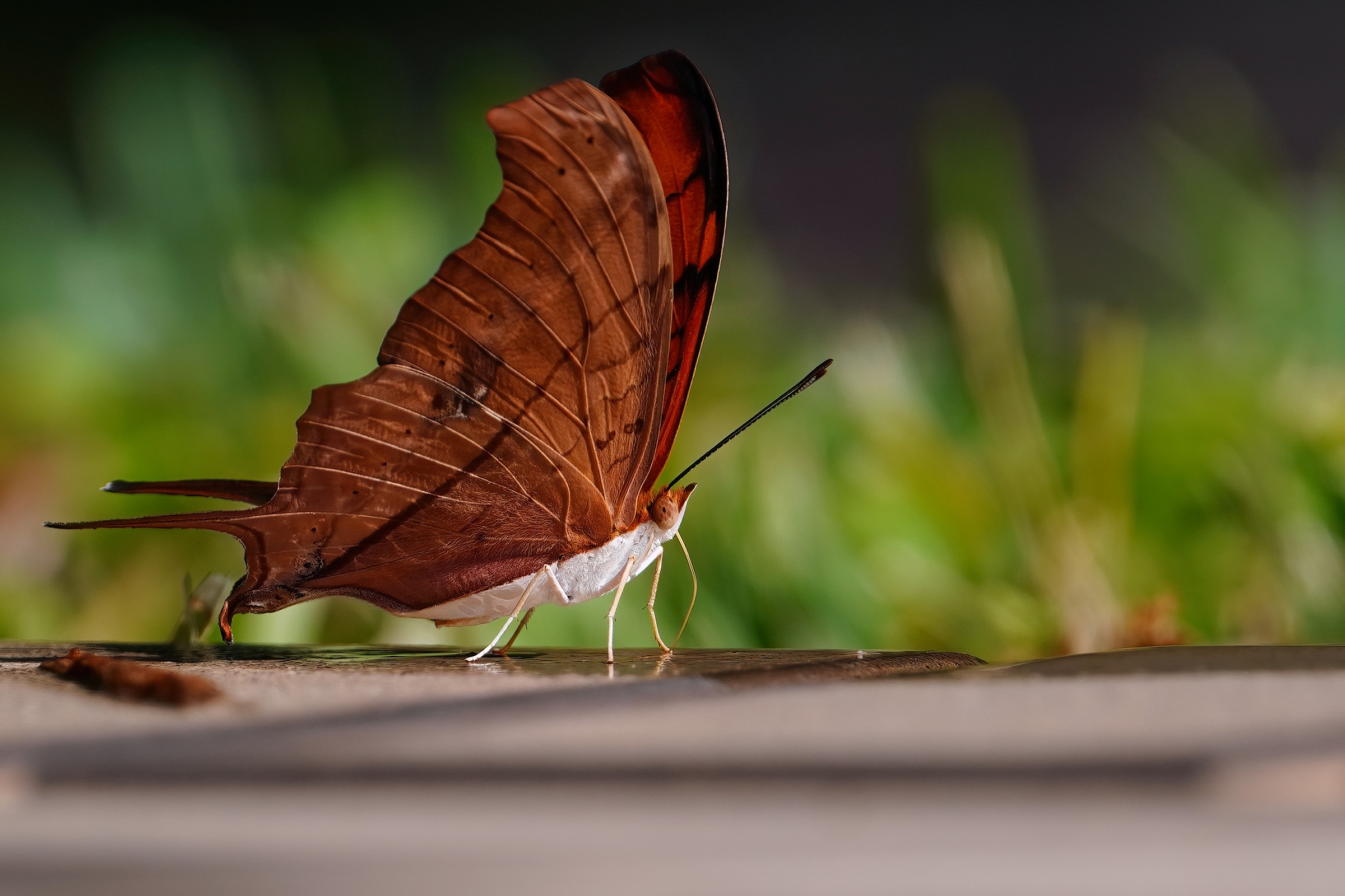 Ruddy daggerwing on my deck