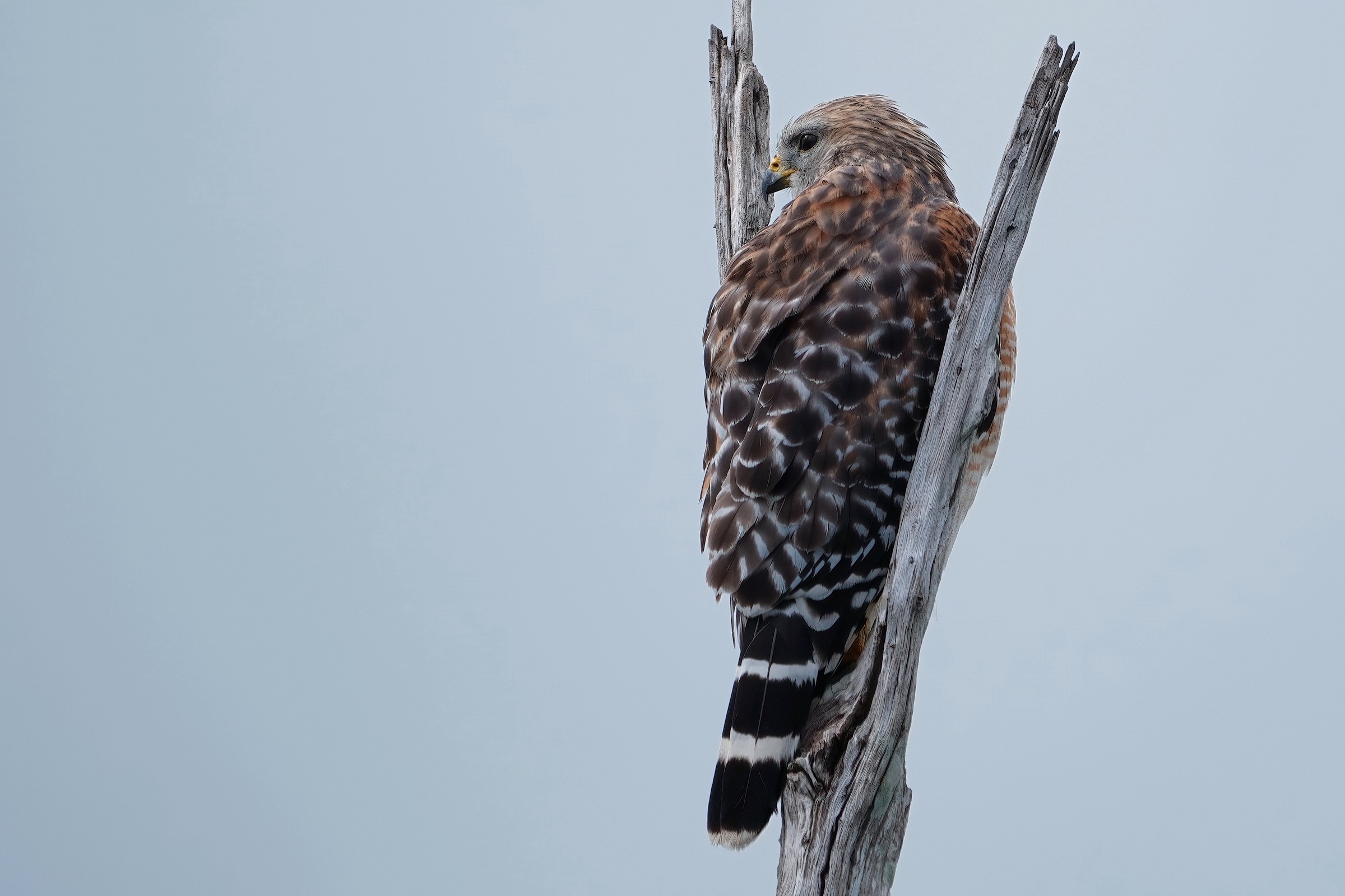 Red-shouldered hawk