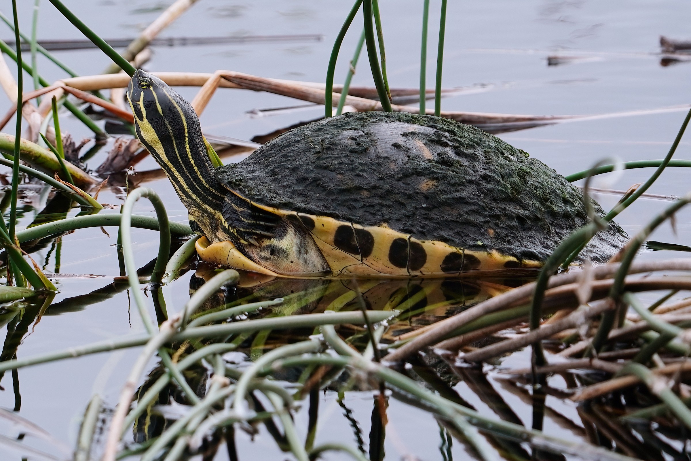 Florida cooter turtle