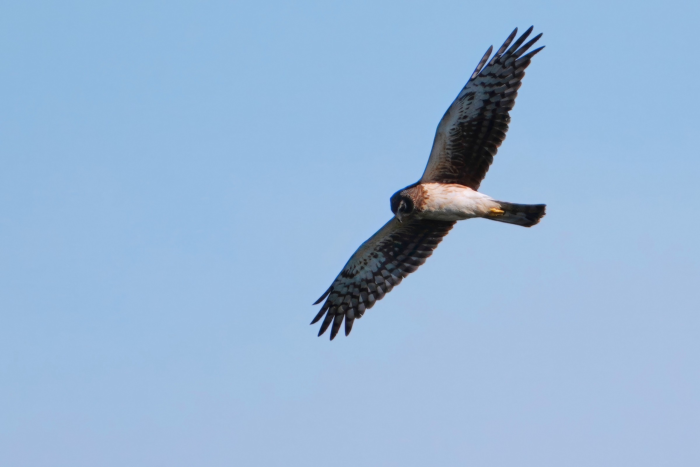 Female northern harrier