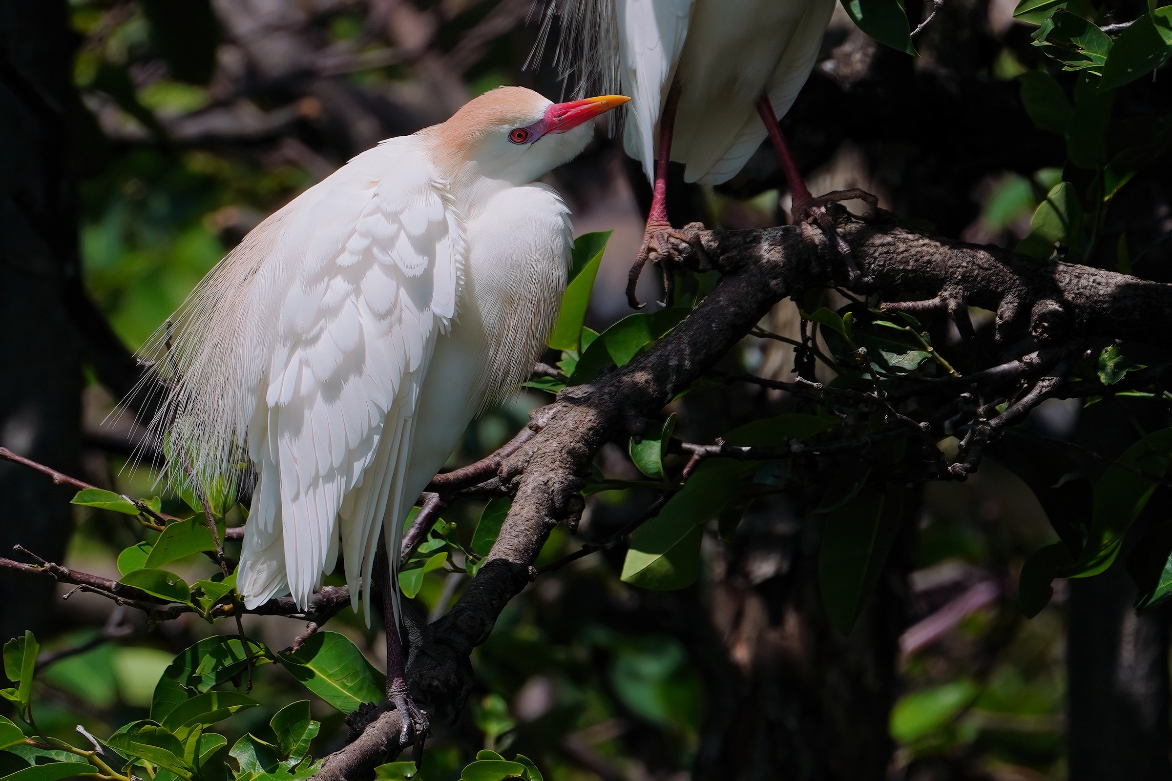 Cattle egret in mating colors