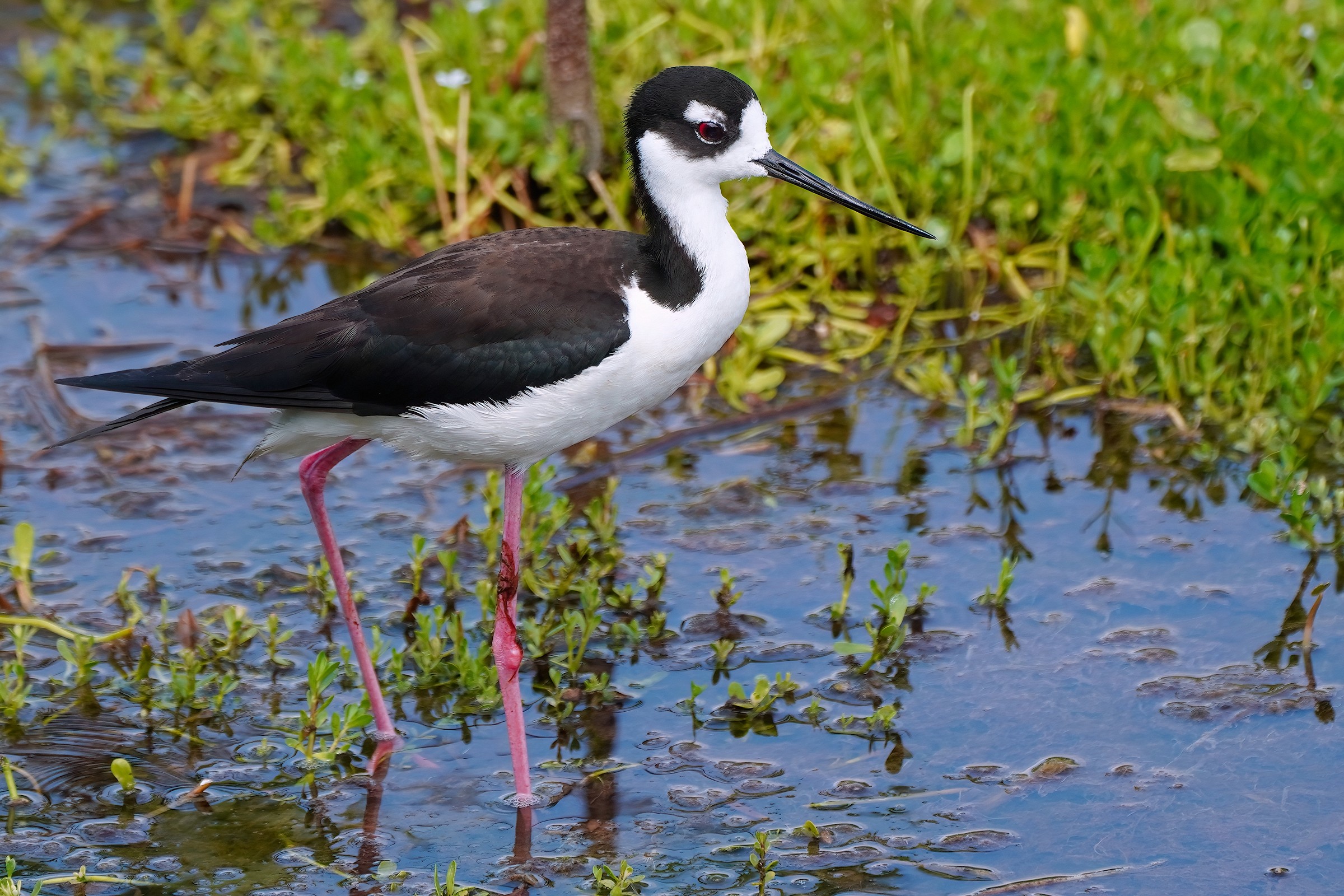 Black-necked stilt