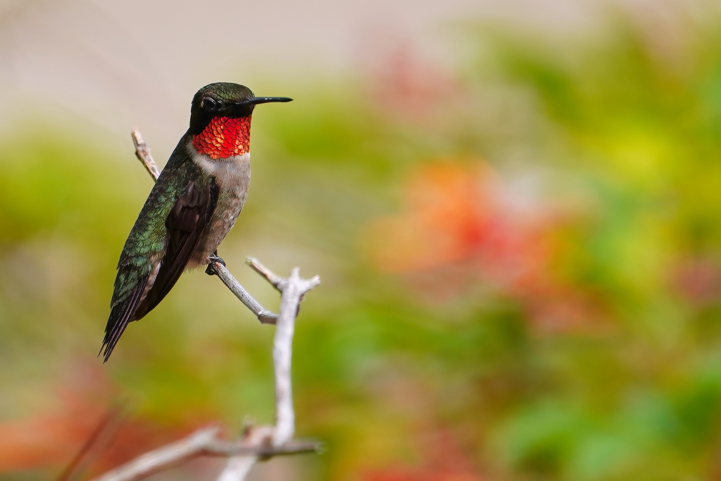 Ruby-throated hummingbird - male