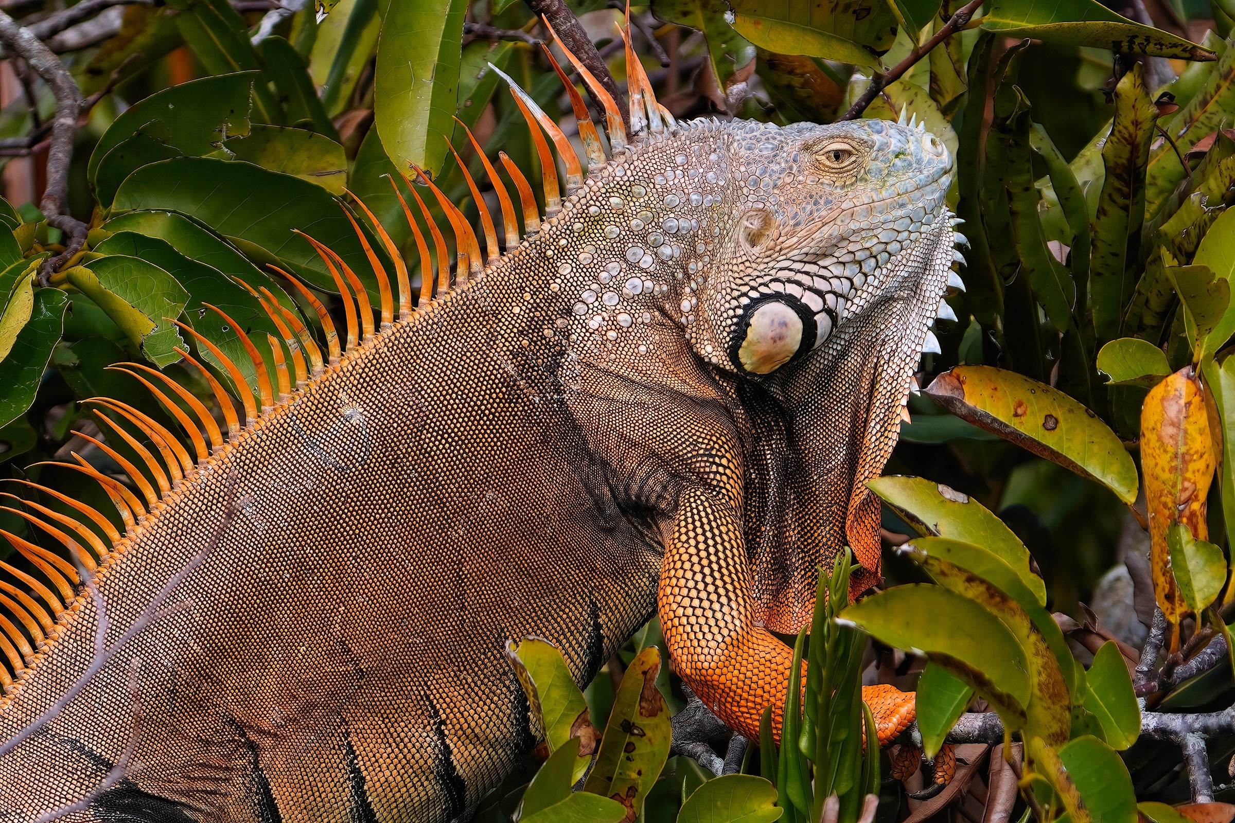 Green iguana closeup