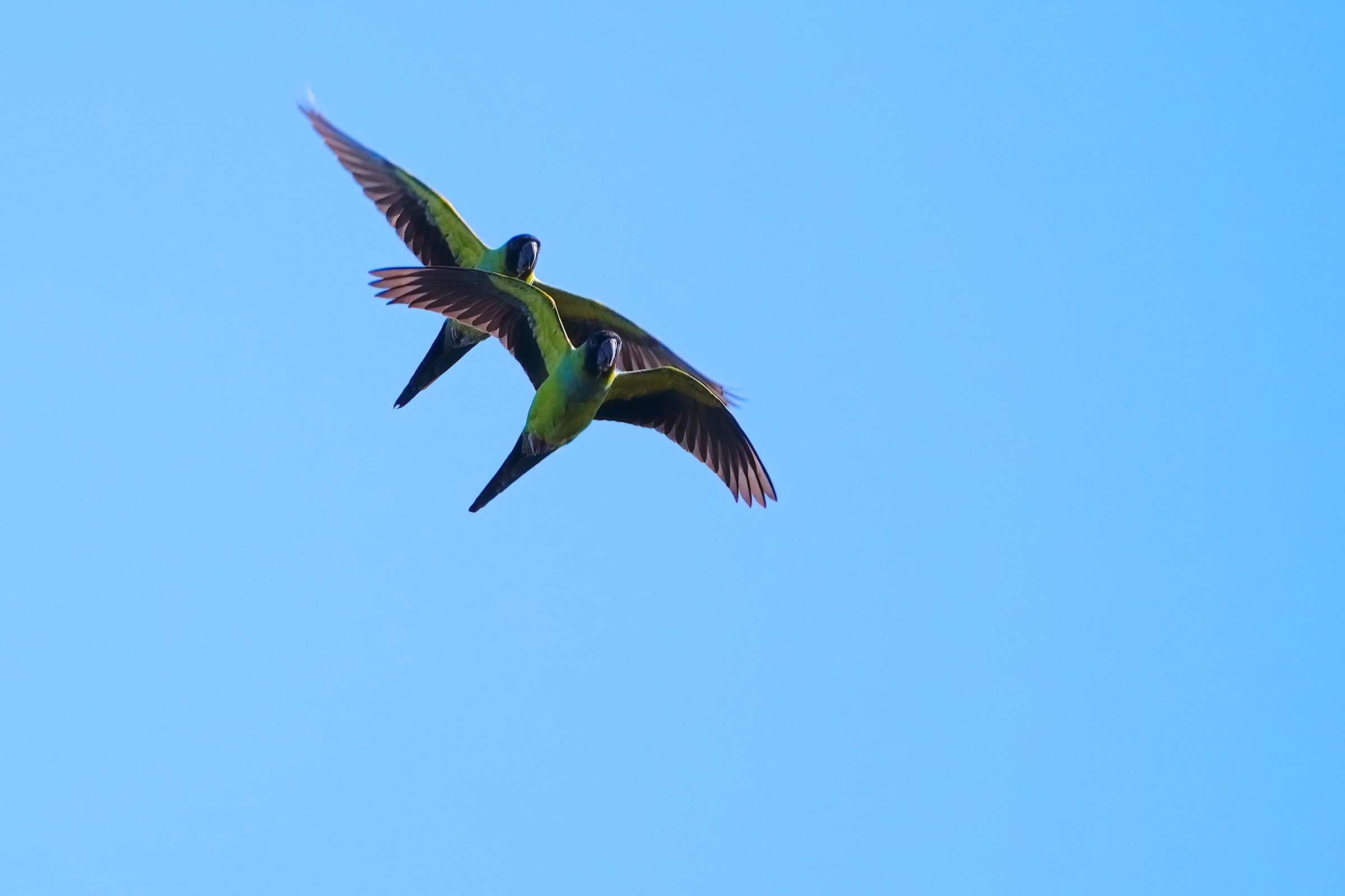 Black-hooded parakeets