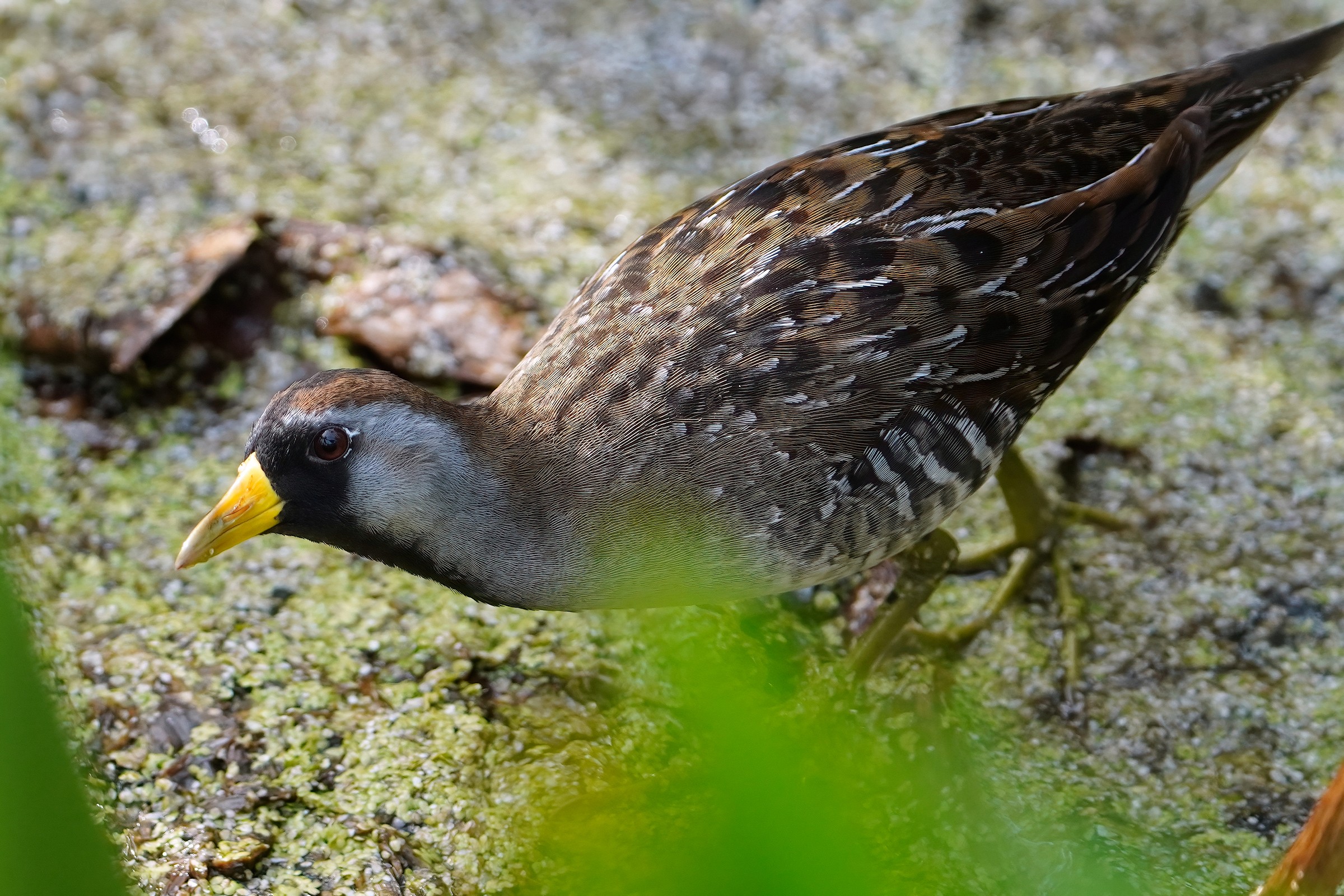 Sora