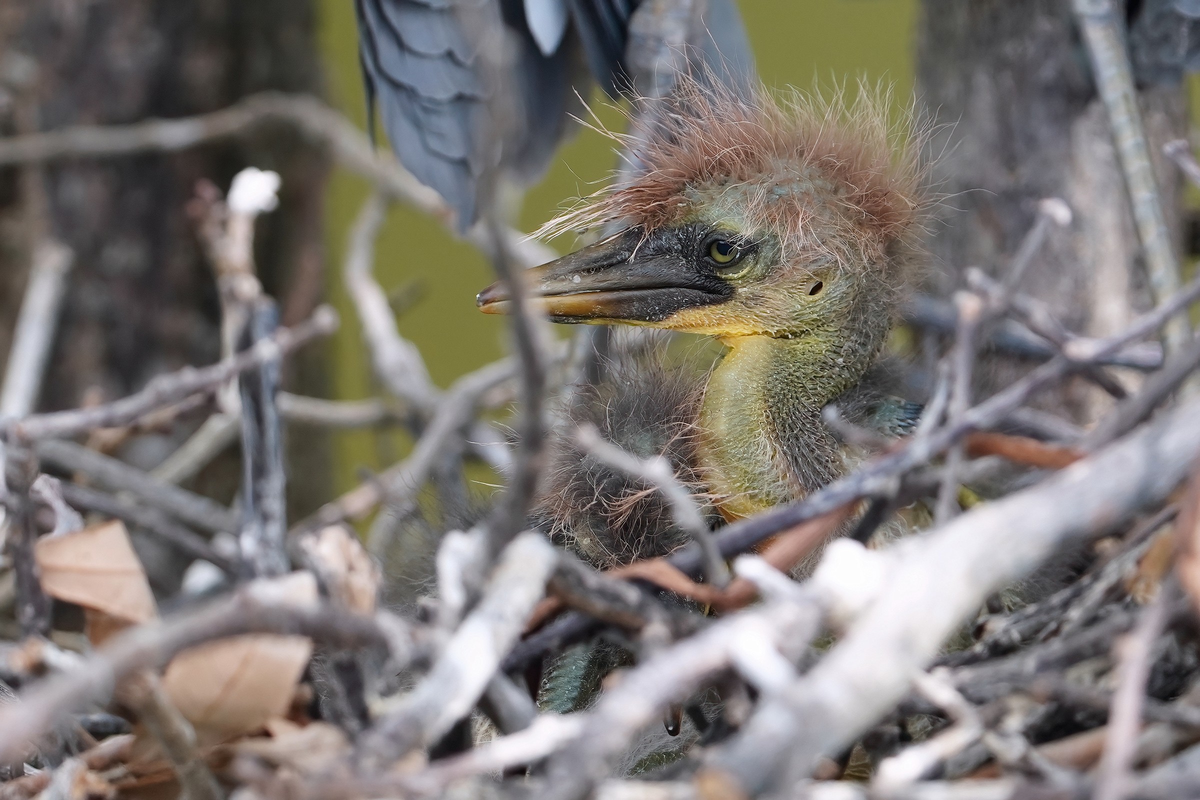 Tricolored heron chick