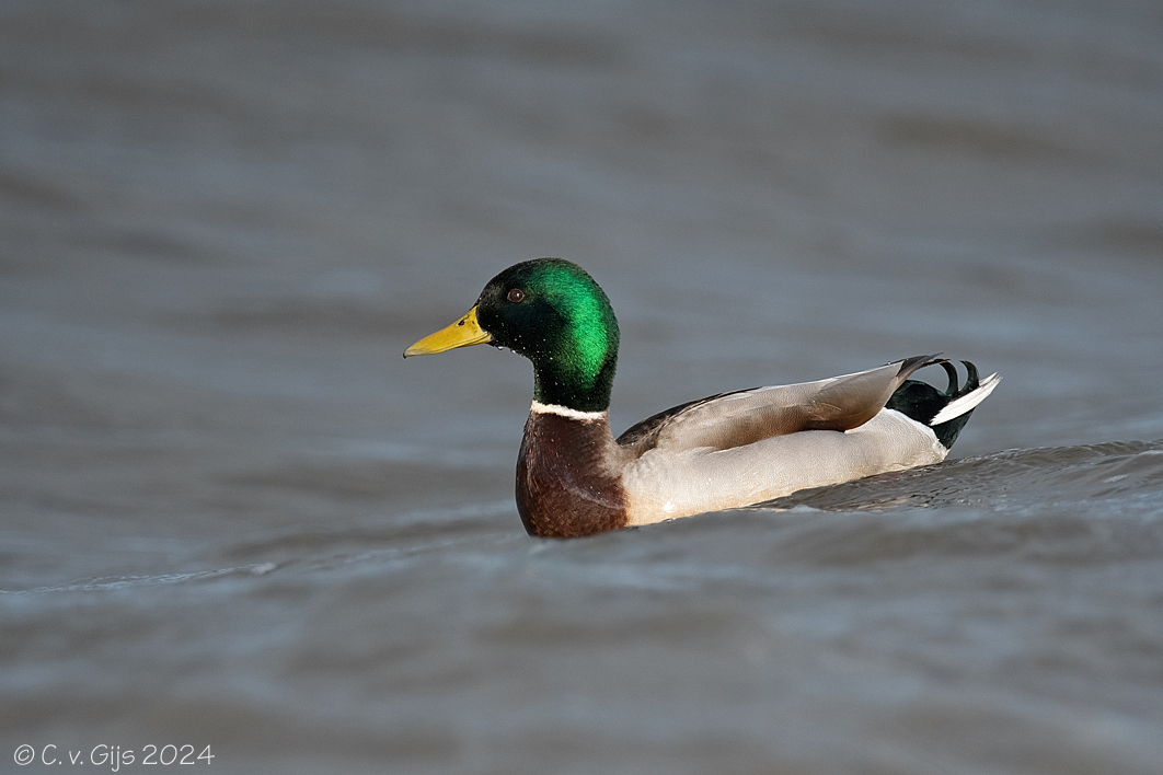 WILDE EEND mallard