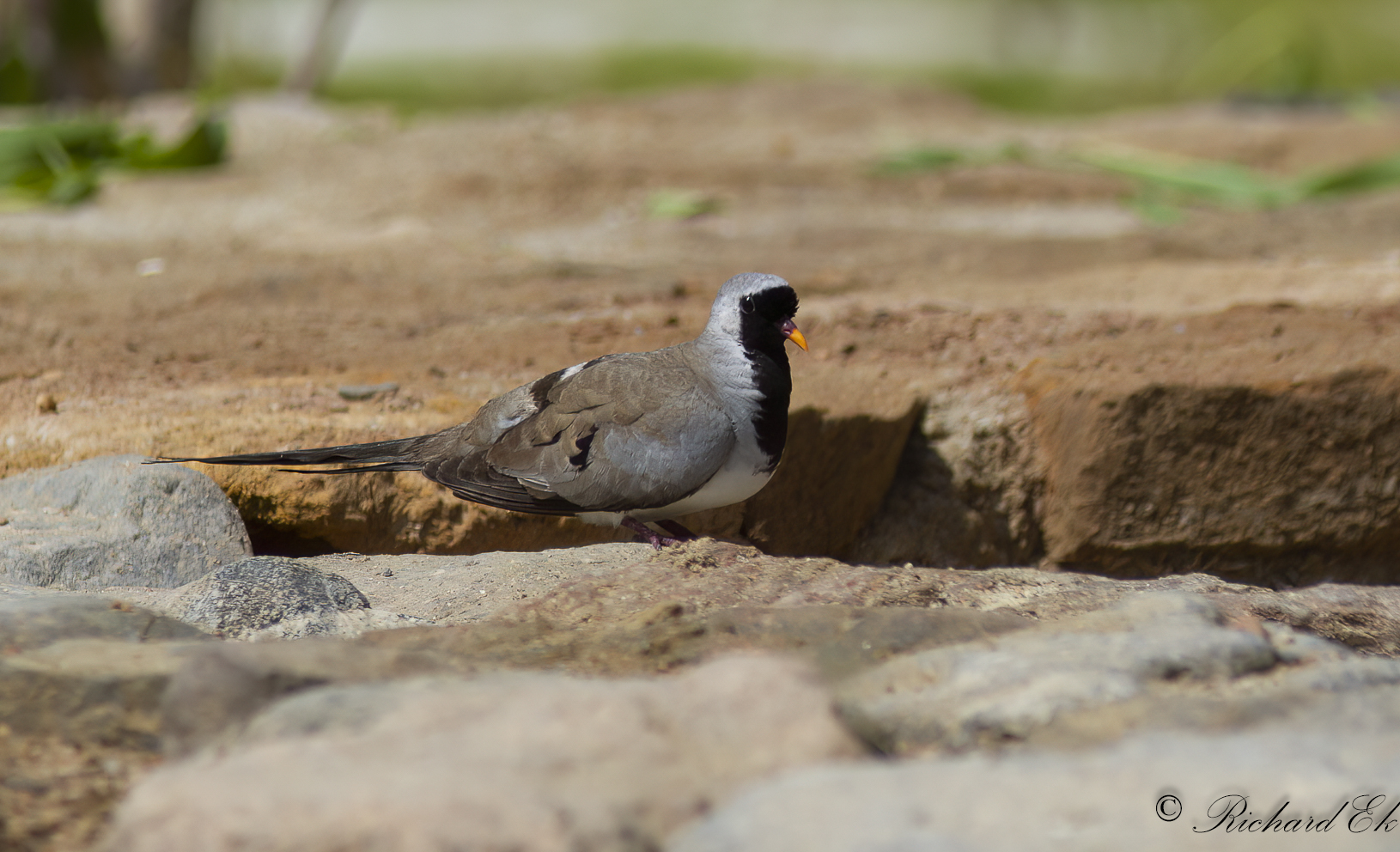 Lngstjrtad duva - Namaqua Dove (Oena capensis)