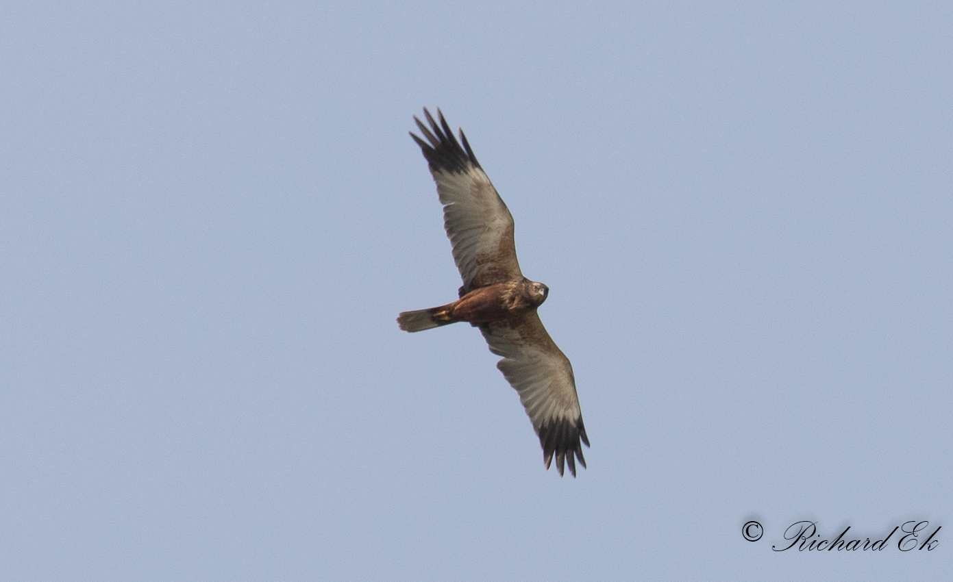 Brun krrhk - Marsh Harrier (Circus aeruginosus)