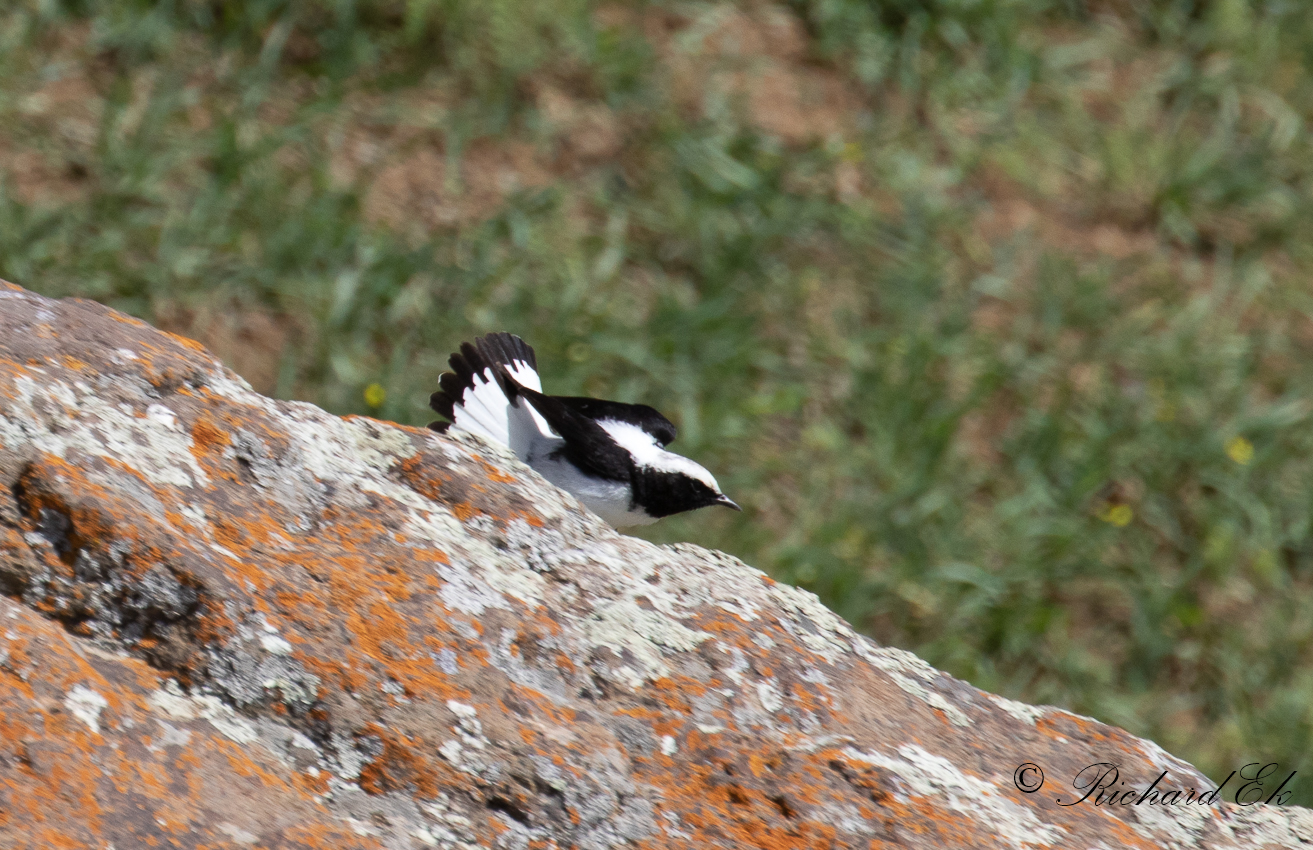 Finschstenskvtta - Finschs Wheatear (Oenanthe finscii)
