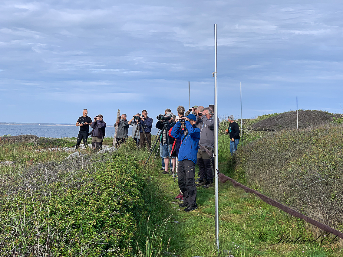 Sykes warbler - twitchers & dippers