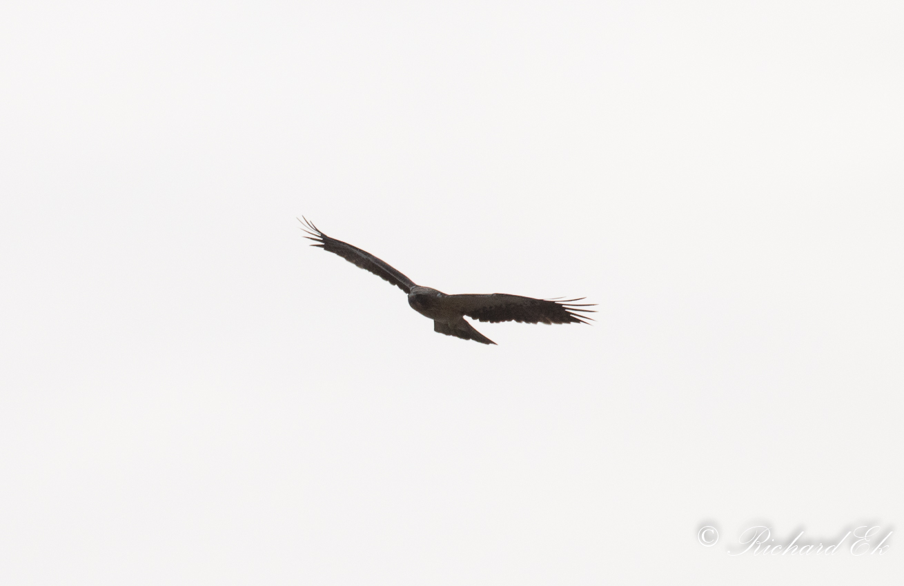 Dvrgrn - Booted Eagle (Aquila pennatus)