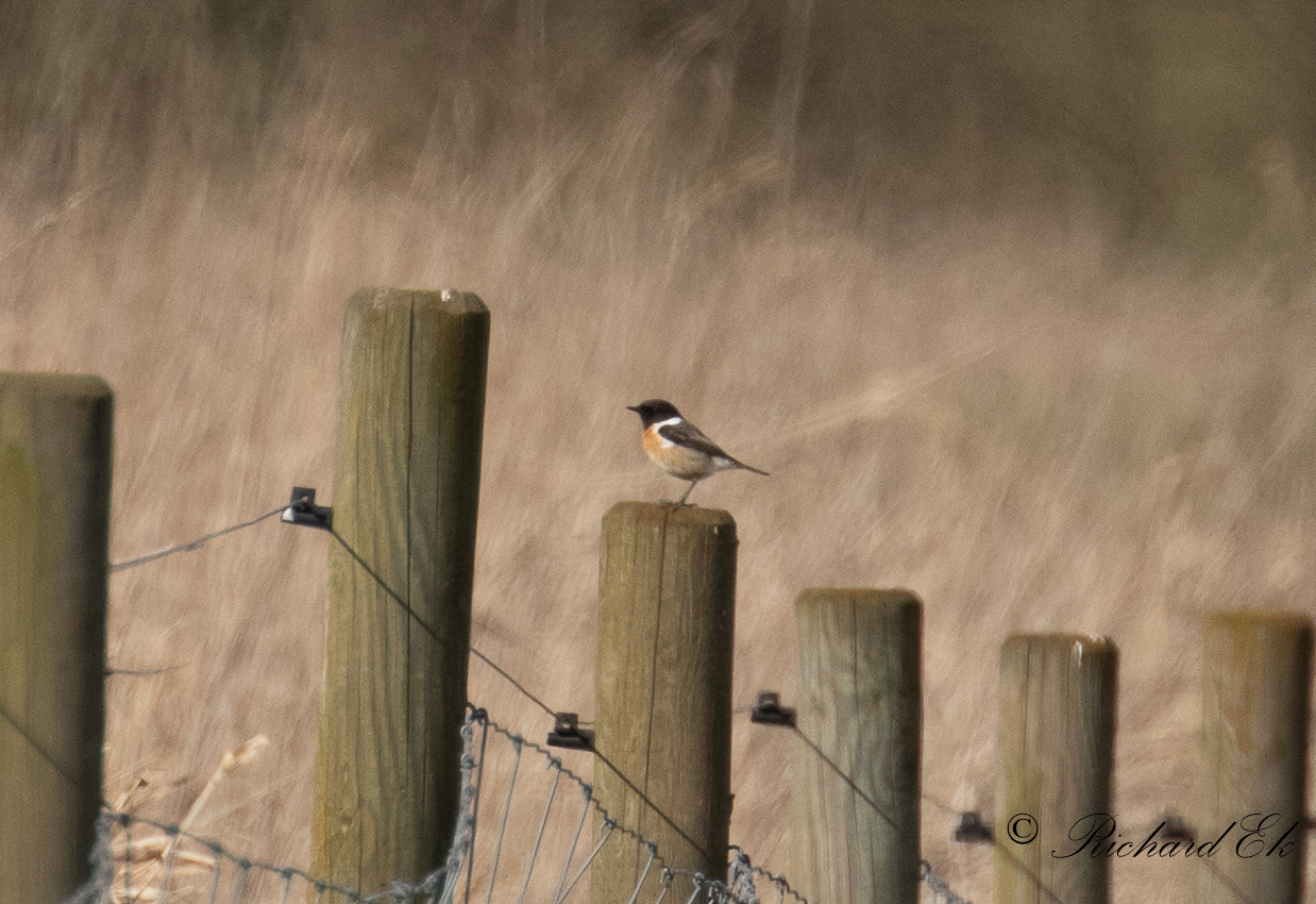 Svarthakad buskskvtta - European Stonechat (Saxicola rubicola)